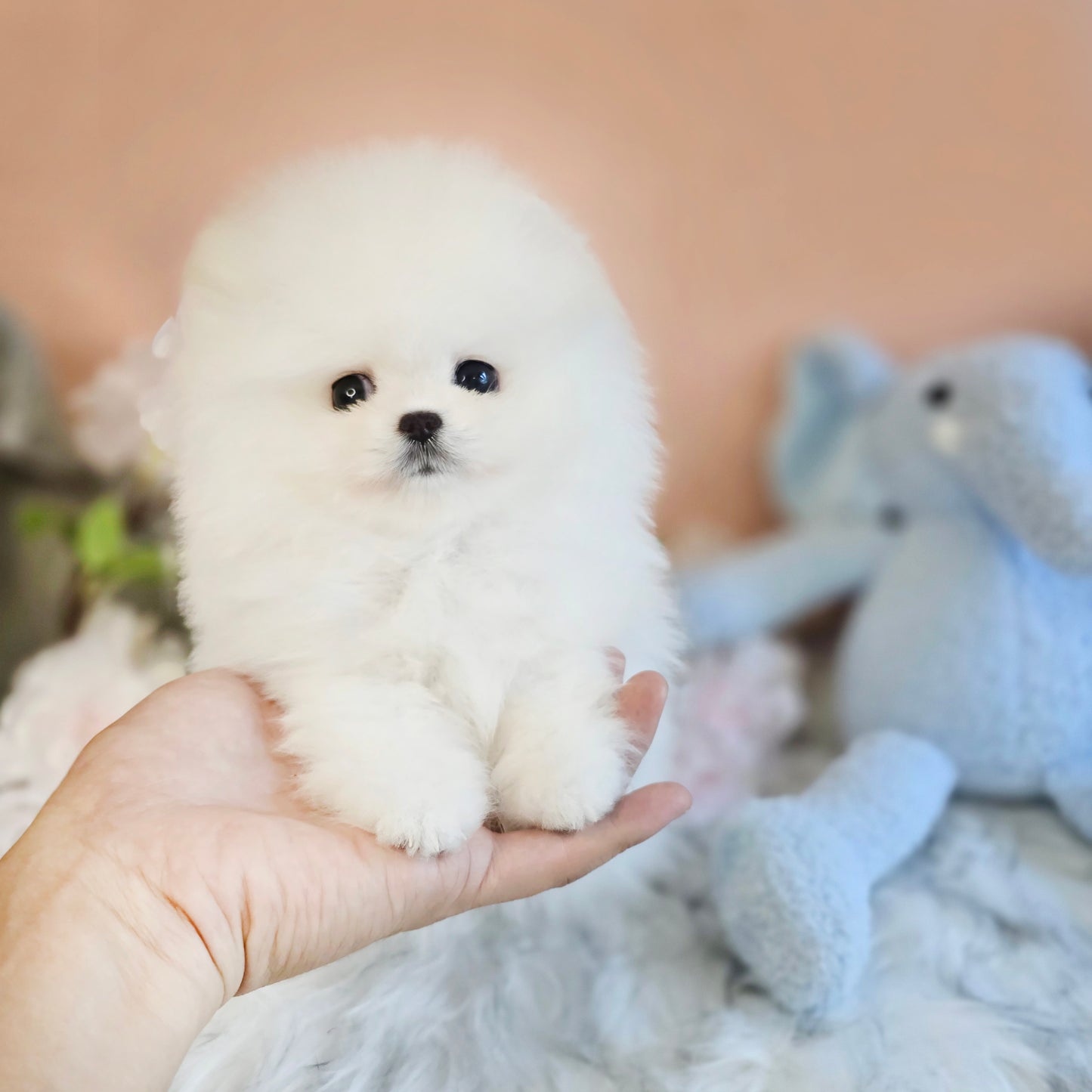 Pomeranian-Daisy (Singapore shipping fee included)