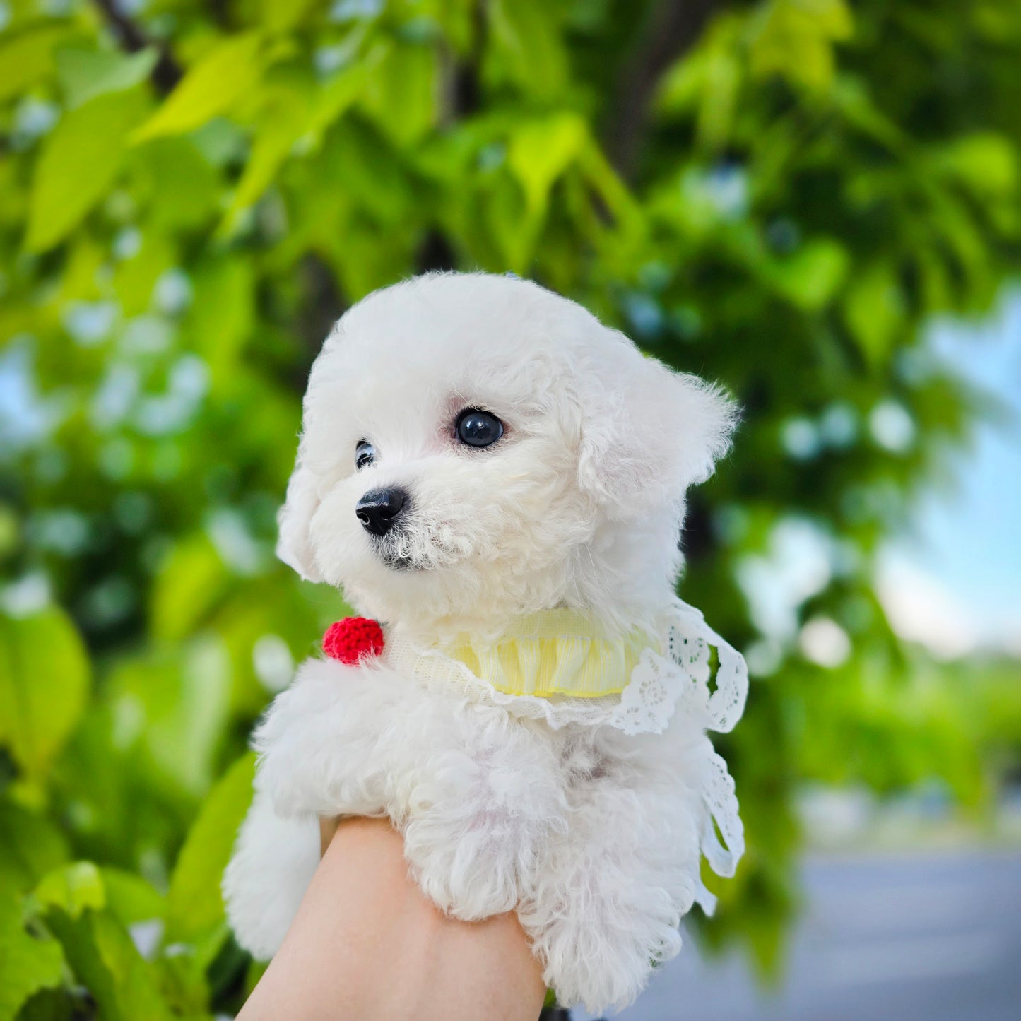 Mini Bichon Frise- GOME (Singapore shipping fee included)