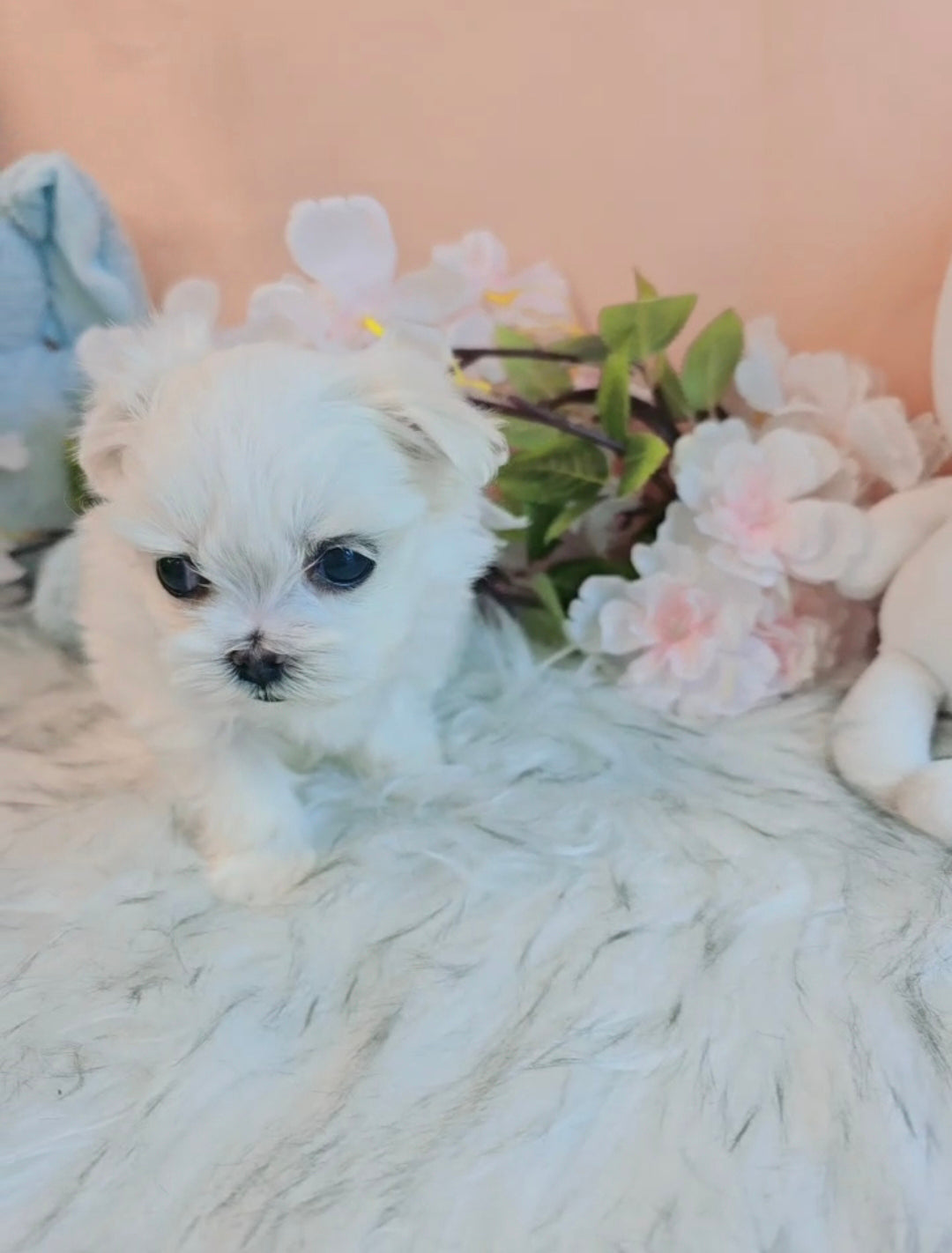 Mini Maltese- Bella (Singapore shipping fee included)