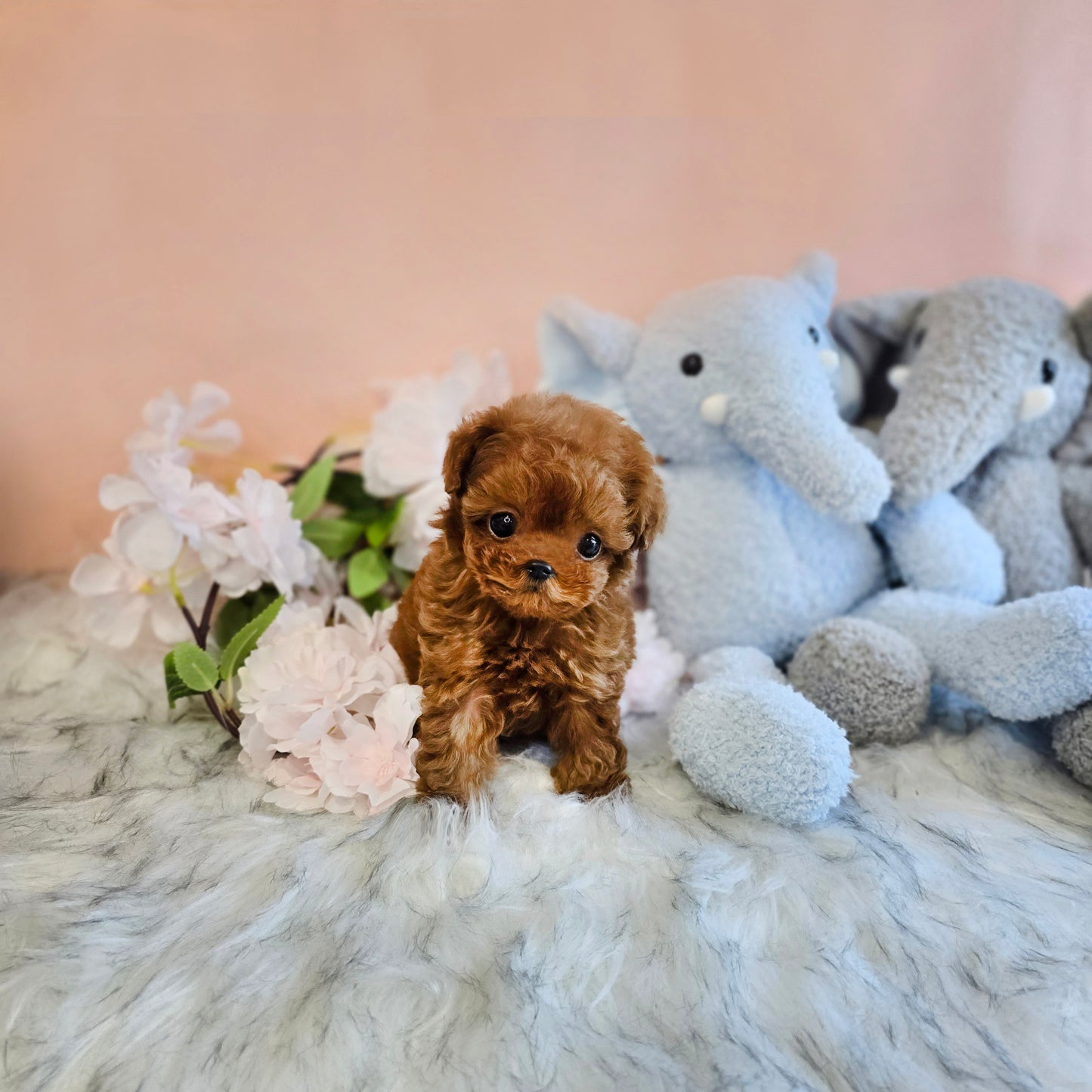 Toy poodle for sale-Milo