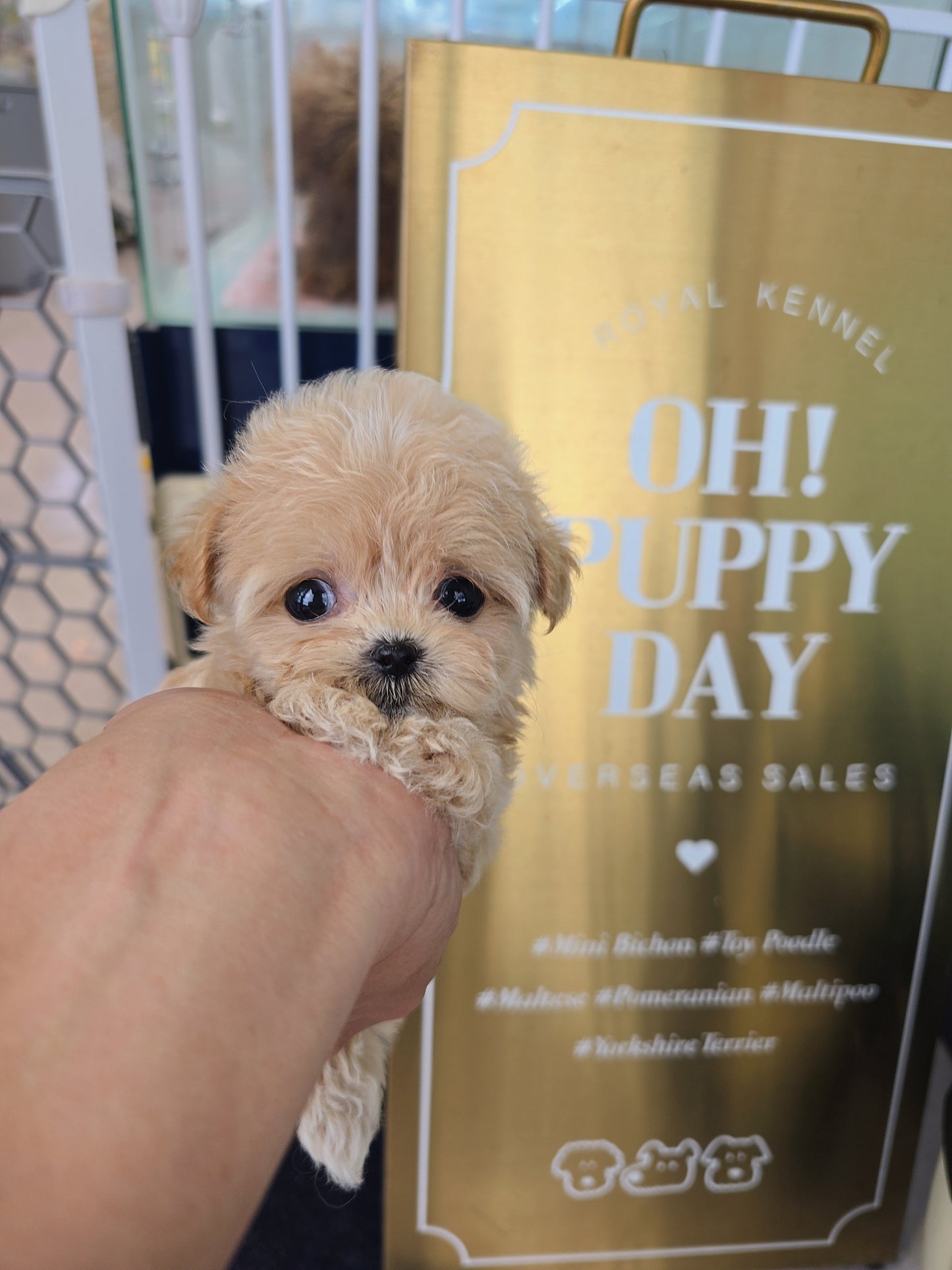 Mini Maltipoo- Molly (Singapore shipping fee included)