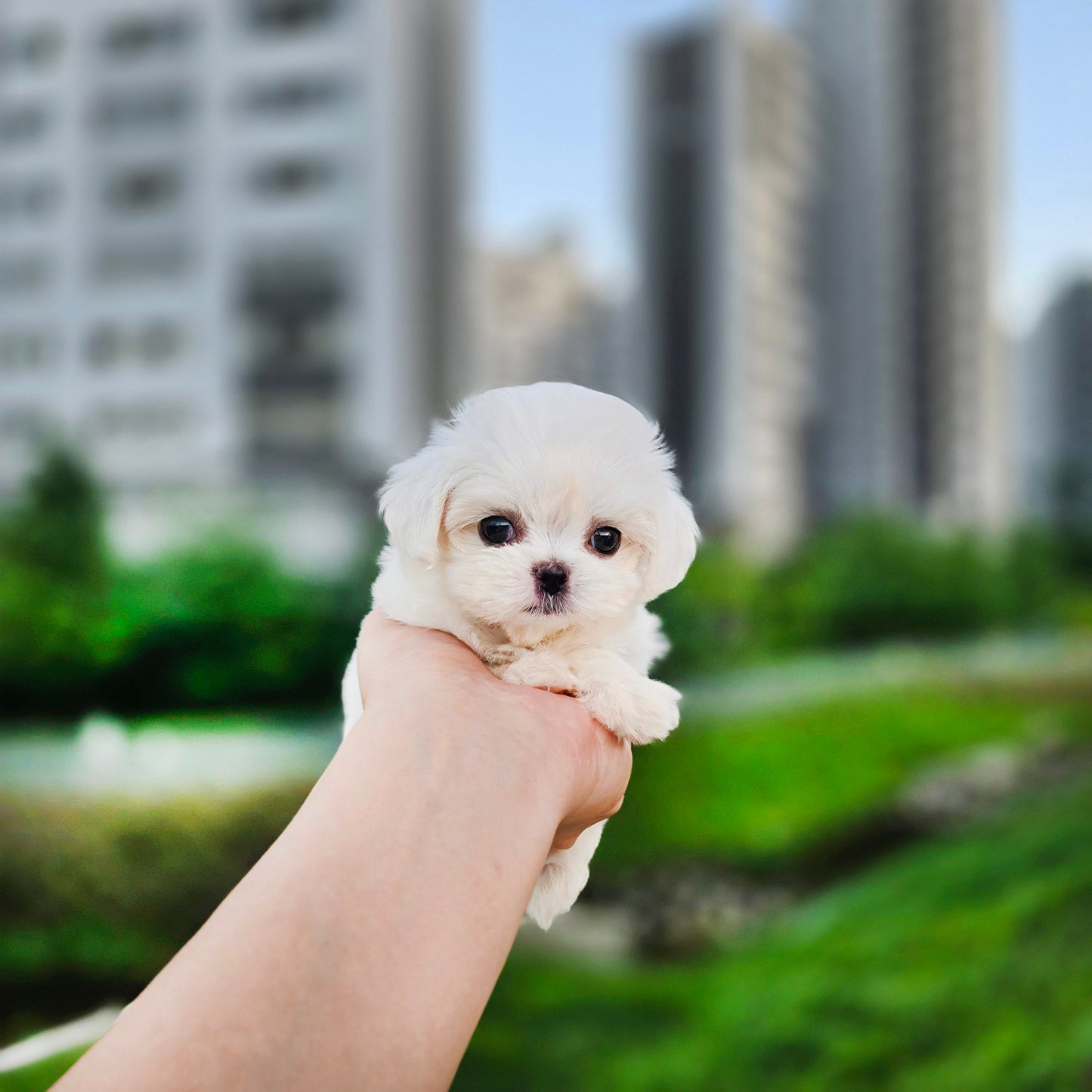 Mini Maltese- JENNY (Singapore shipping fee included)