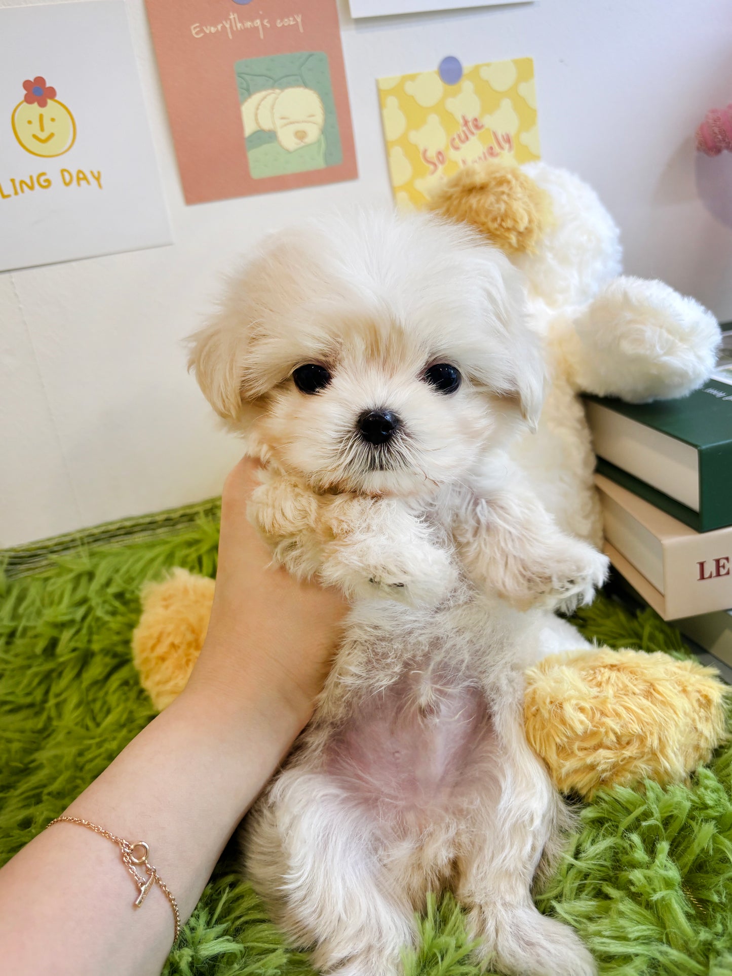 Mini Maltipoo for sale-Burberry