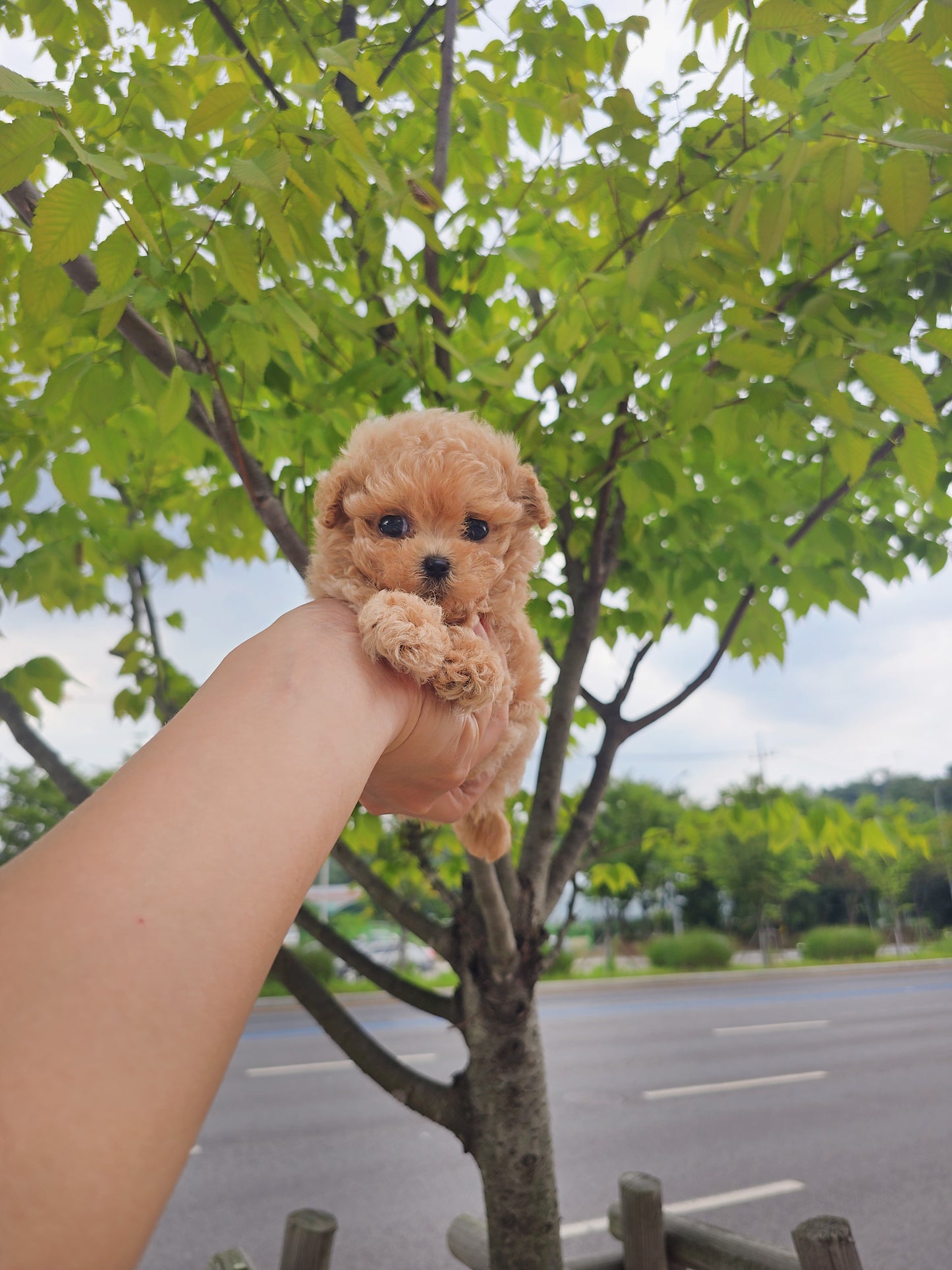 Toy poodle for sale-Max