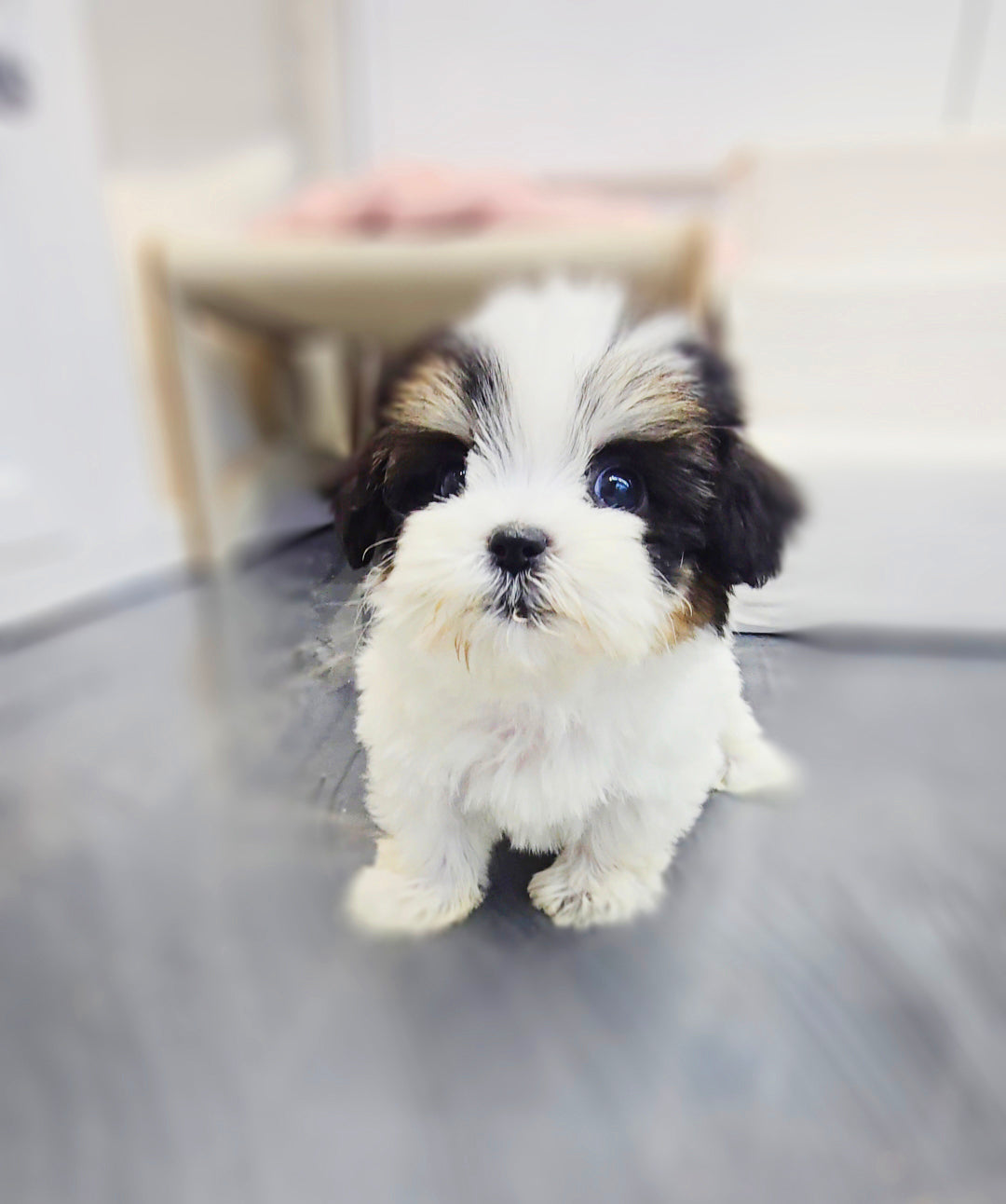 Mini Maltipoo- Angel (Singapore shipping fee included)