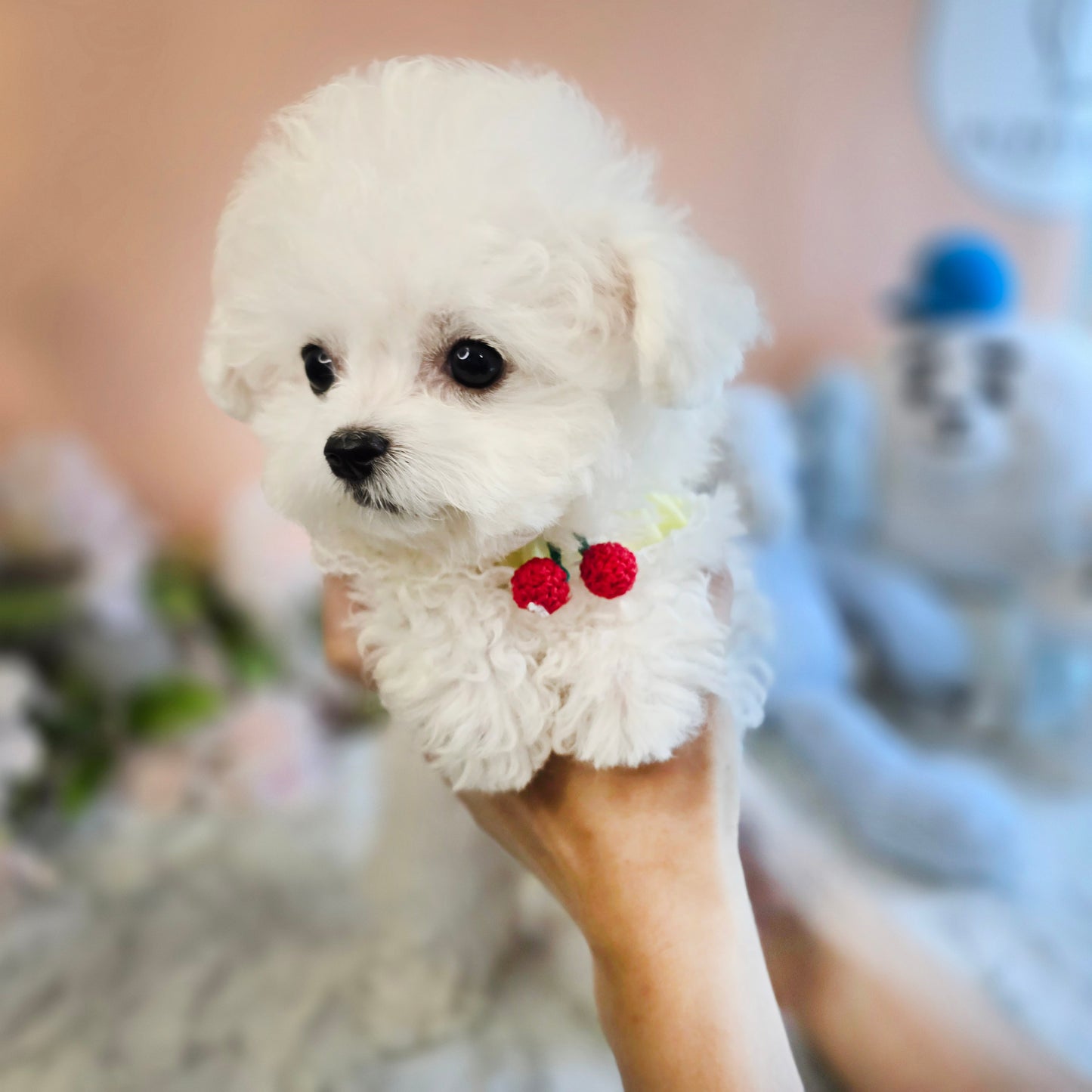 Mini Bichon Frise- SIMBA(Singapore shipping fee included)