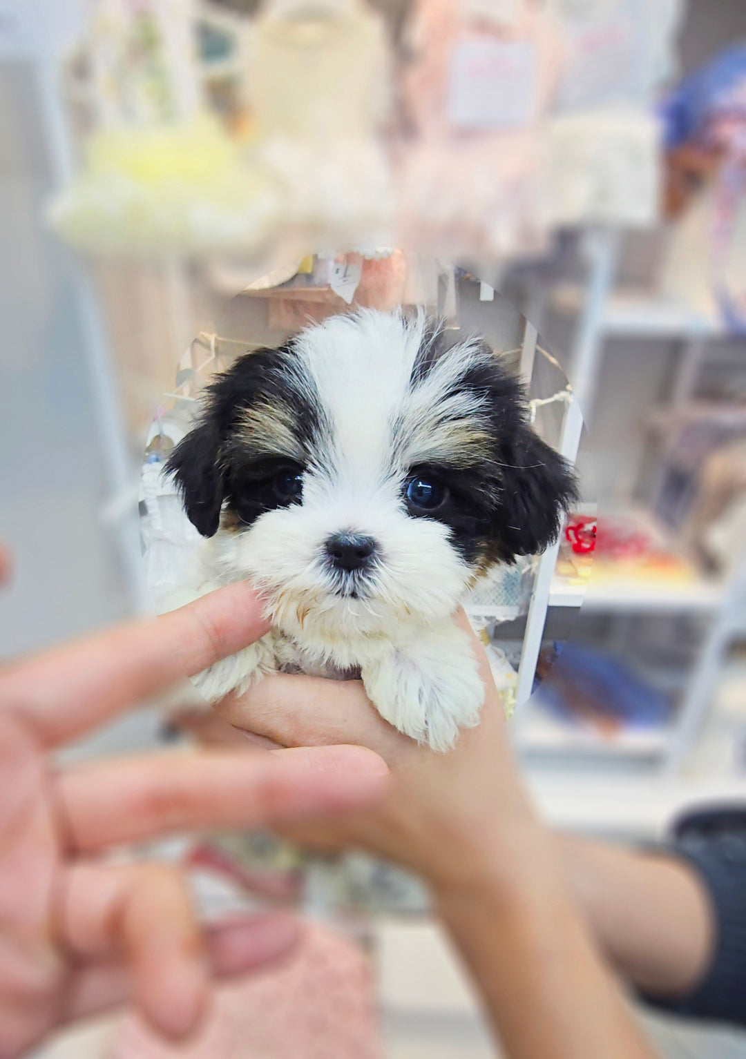 Mini Maltipoo- Angel (Singapore shipping fee included)