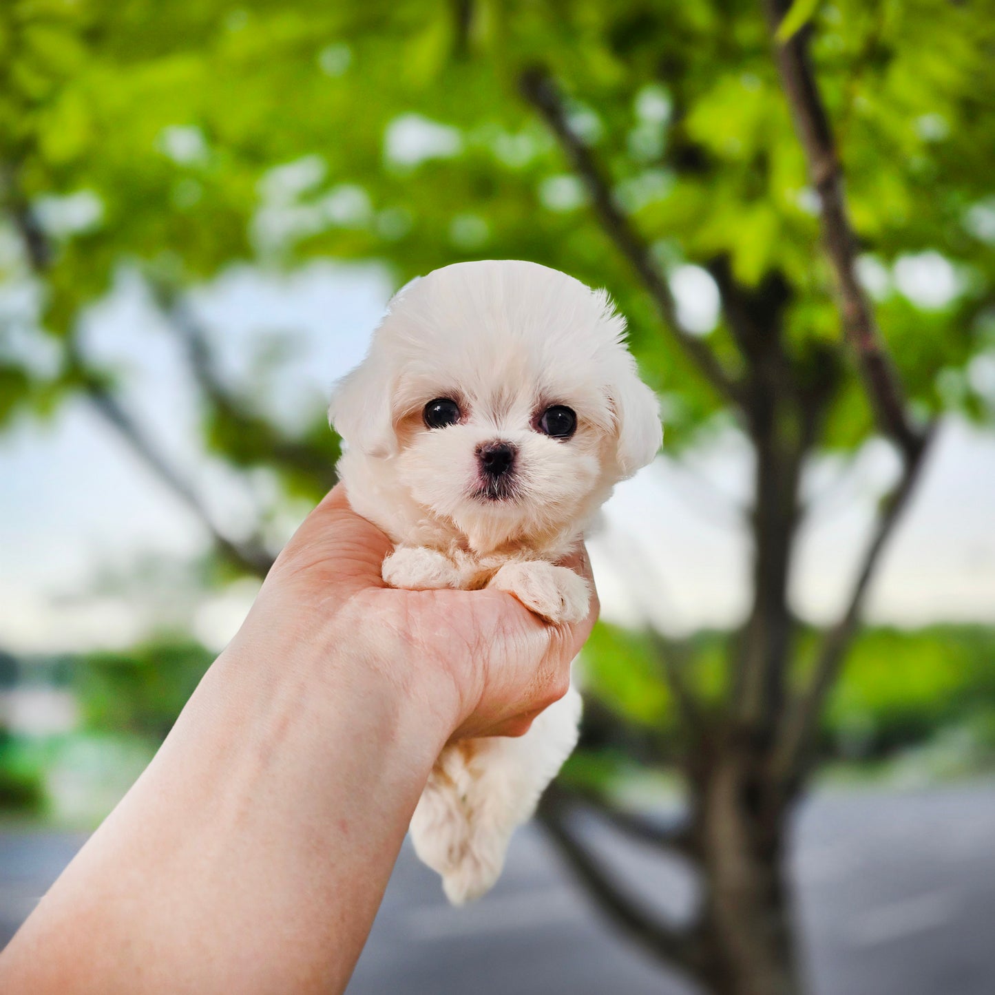 Mini Maltese for sale - JENNY