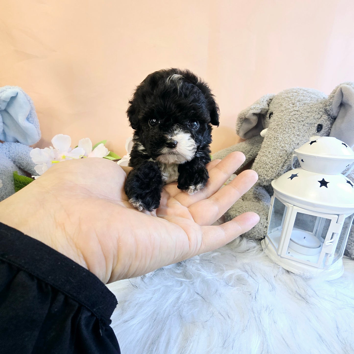 poodle for sale-Bruno