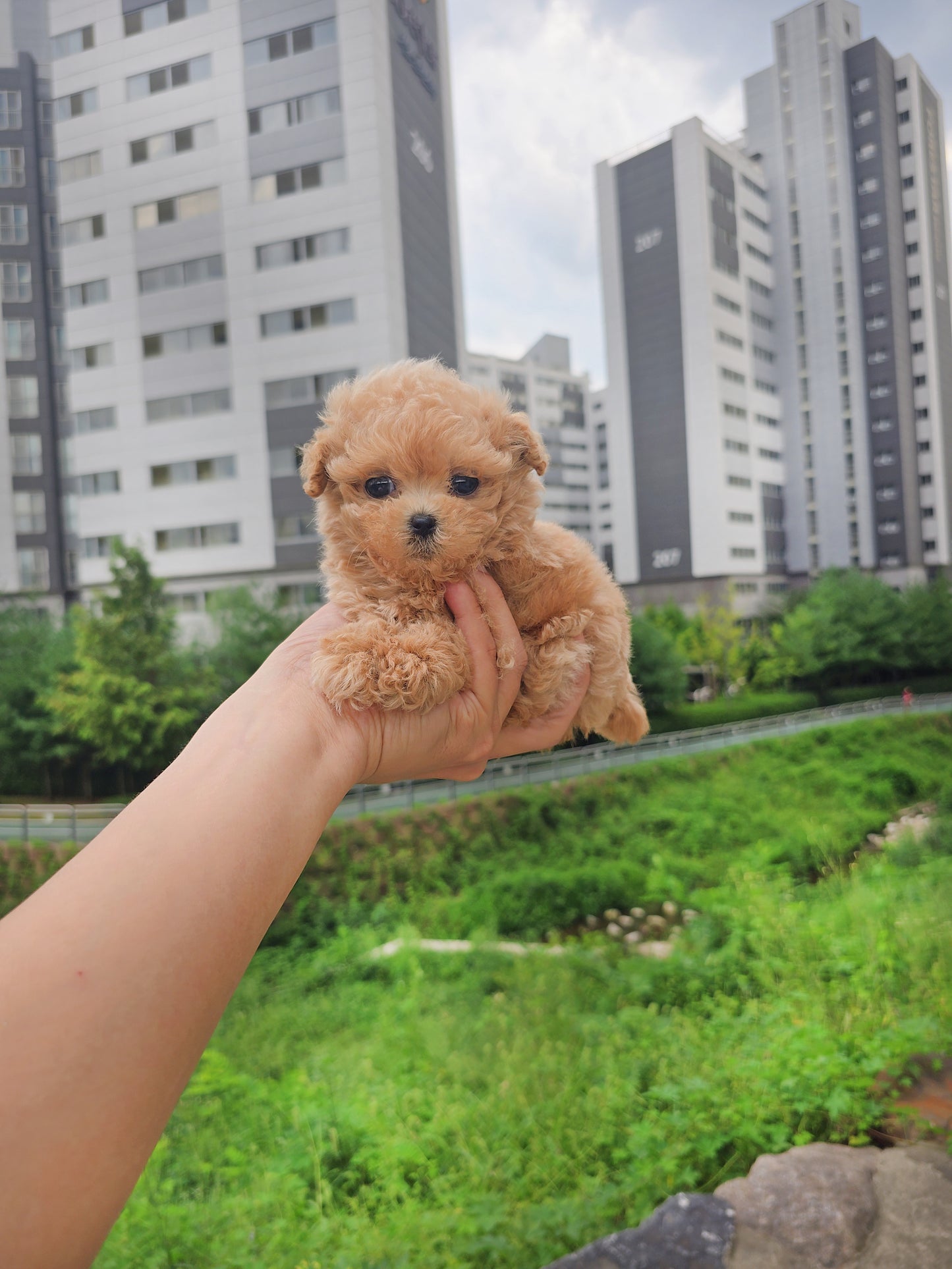 Toy poodle- Max (Singapore shipping fee included)