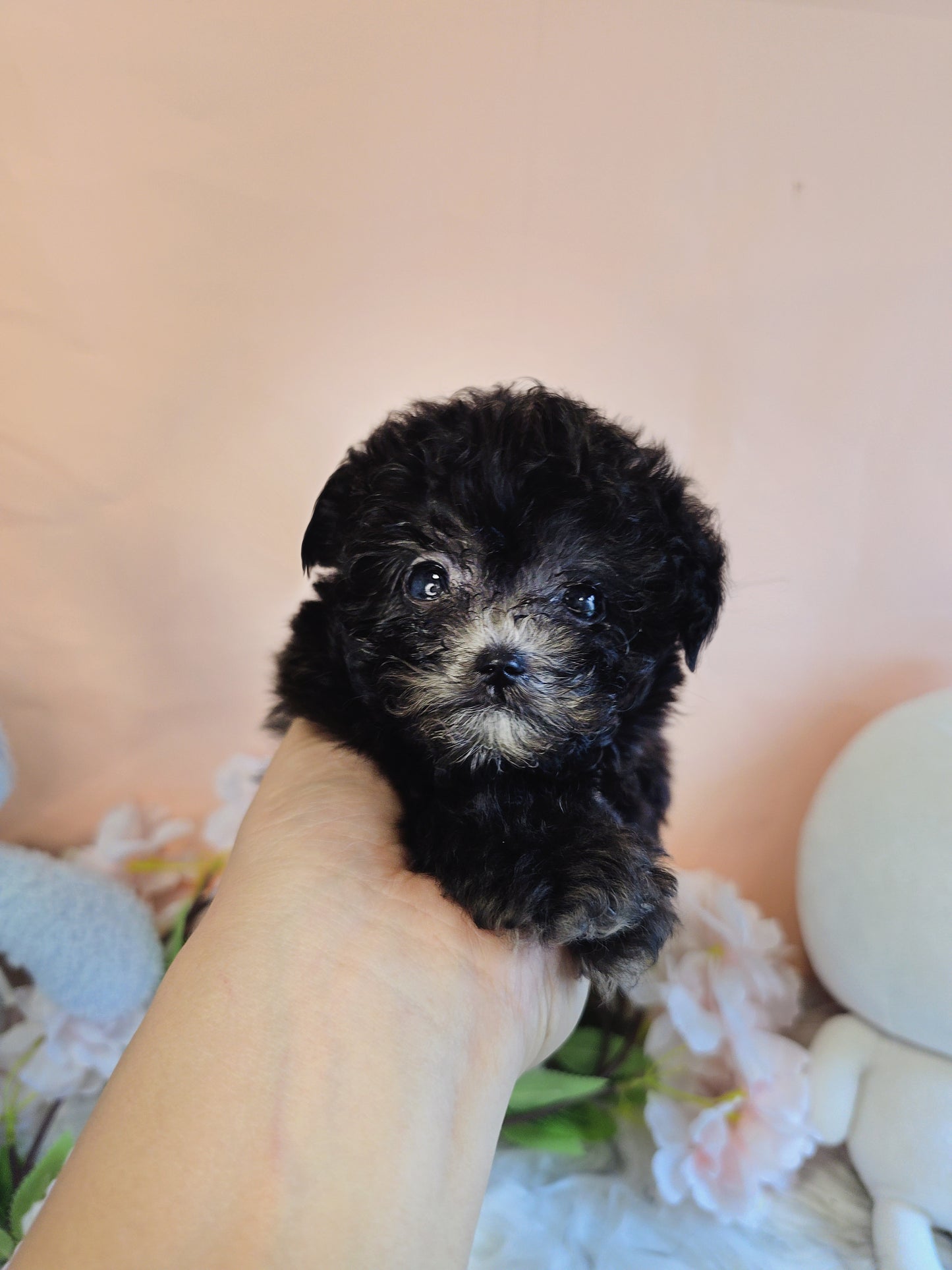 Toy poodle for sale-Buddy