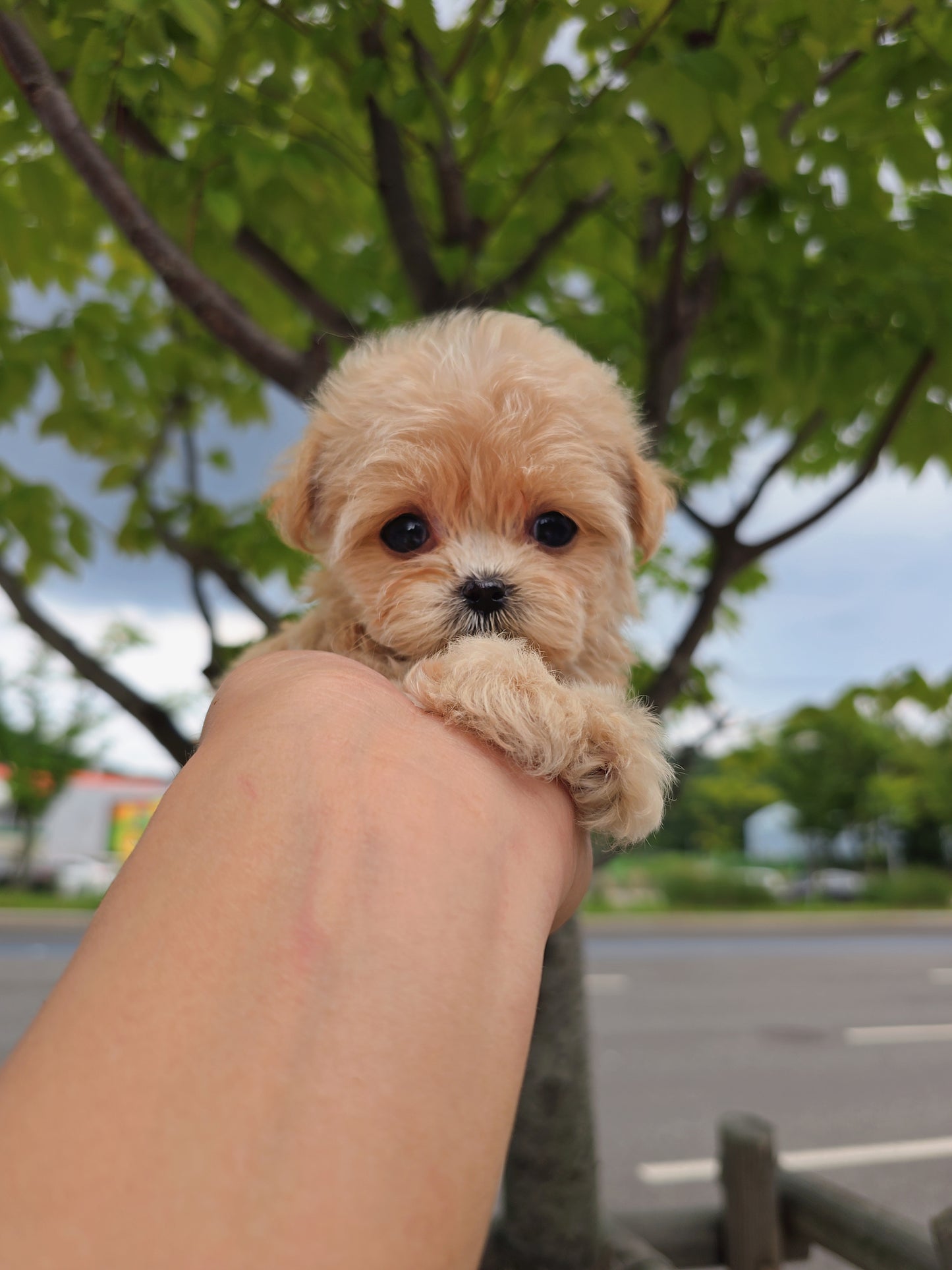 Mini Maltipoo- Molly (Singapore shipping fee included)