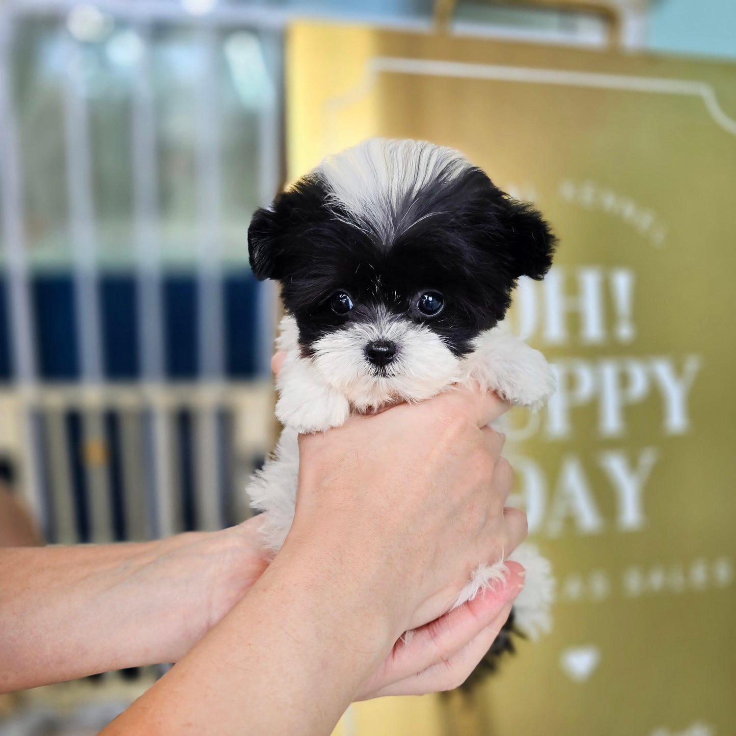 Mini Maltipoo- OREO(Singapore shipping fee included)