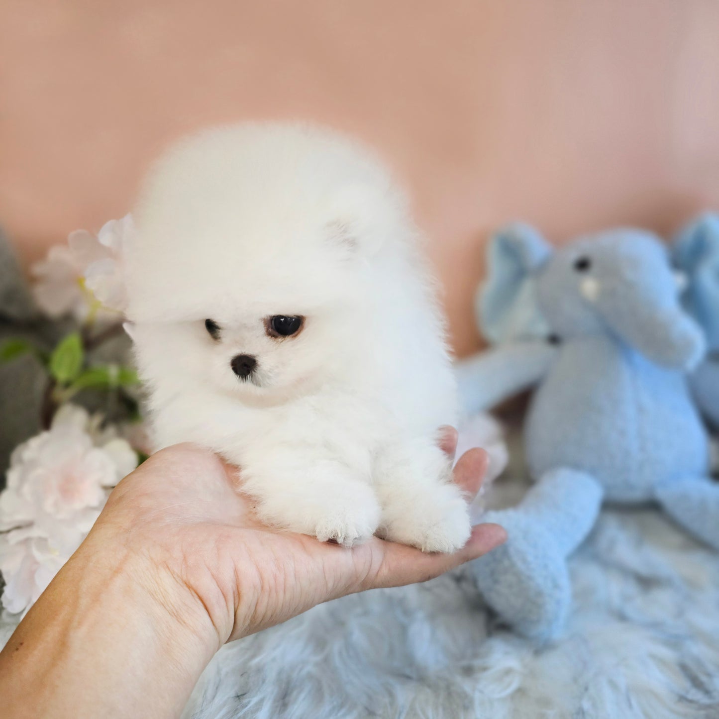 Pomeranian-Daisy (Singapore shipping fee included)