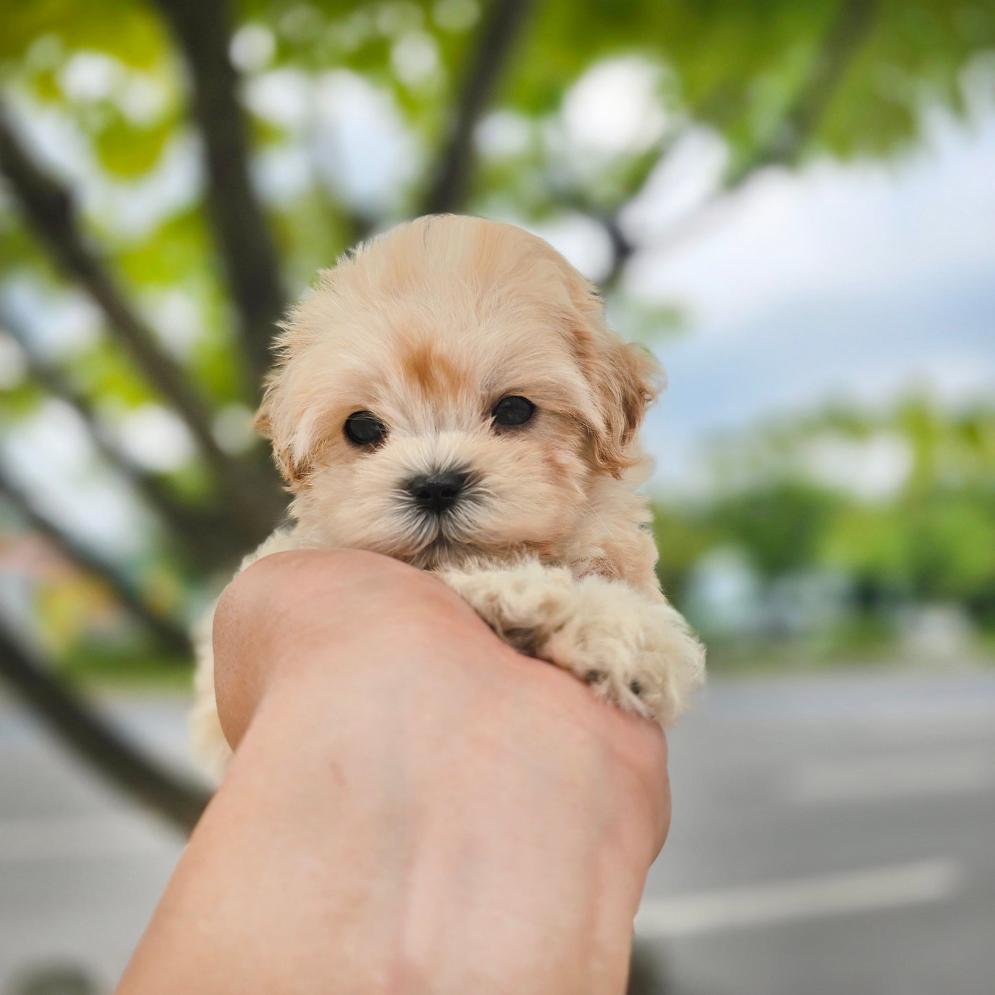 Mini Maltipoo- Cookie (Singapore shipping fee included)