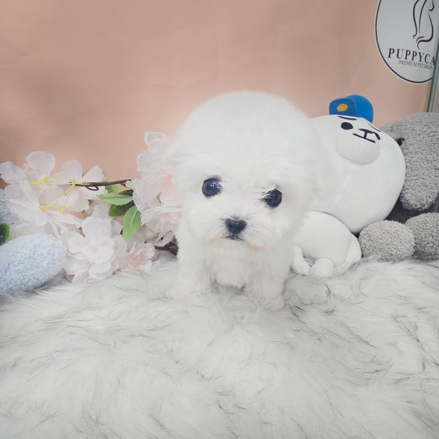 Mini Bichon - Lily (Singapore shipping fee included)