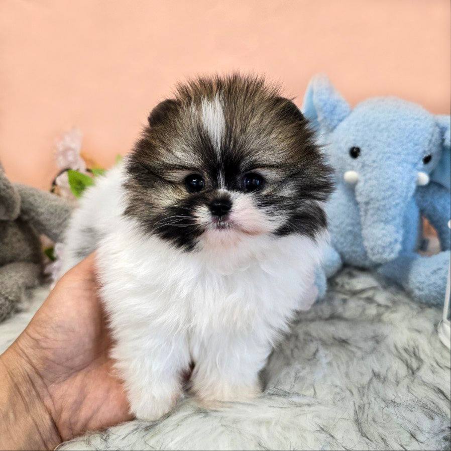 Pomeranian-Roy (Singapore shipping fee included)