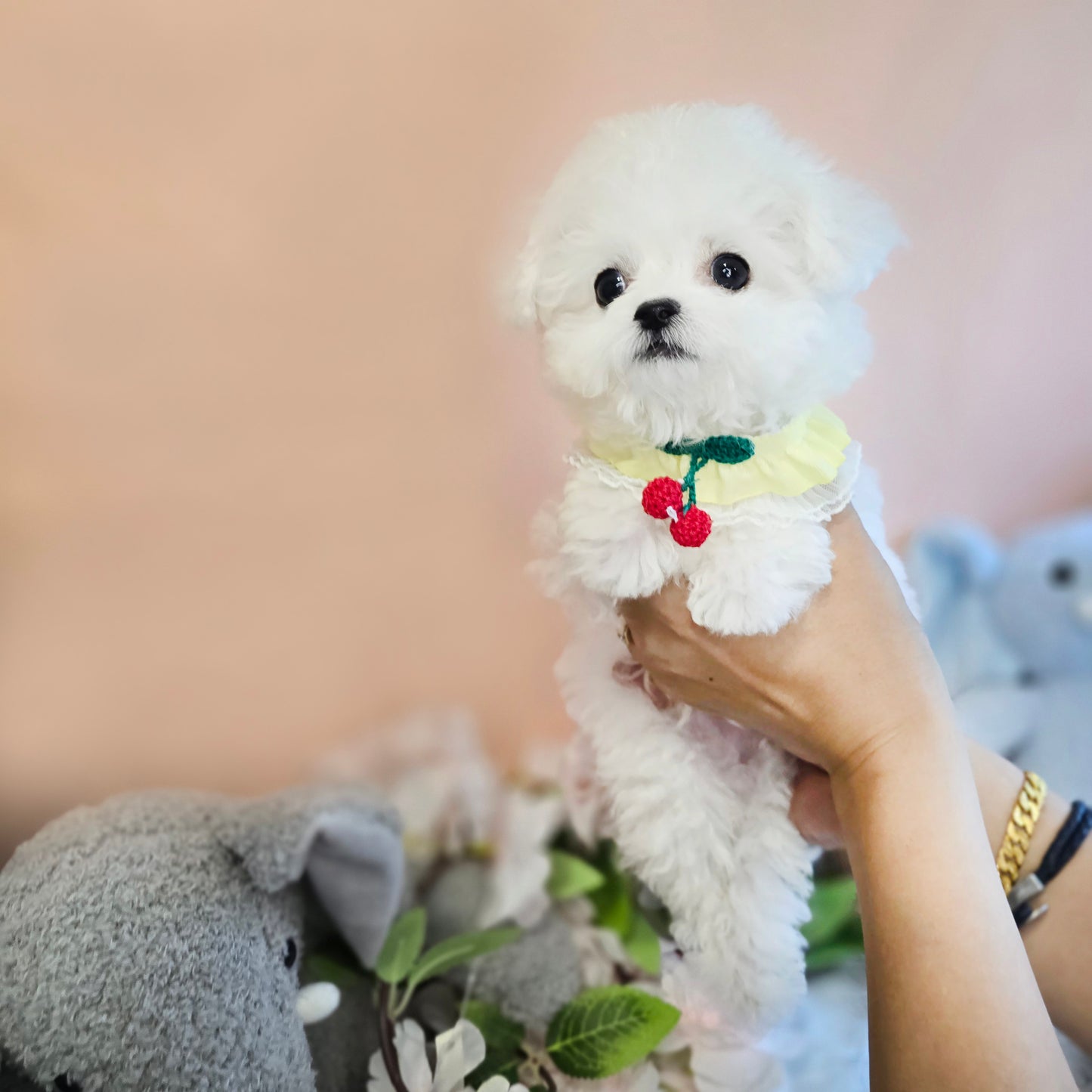 Mini Bichon Frise for sale-SIMBA