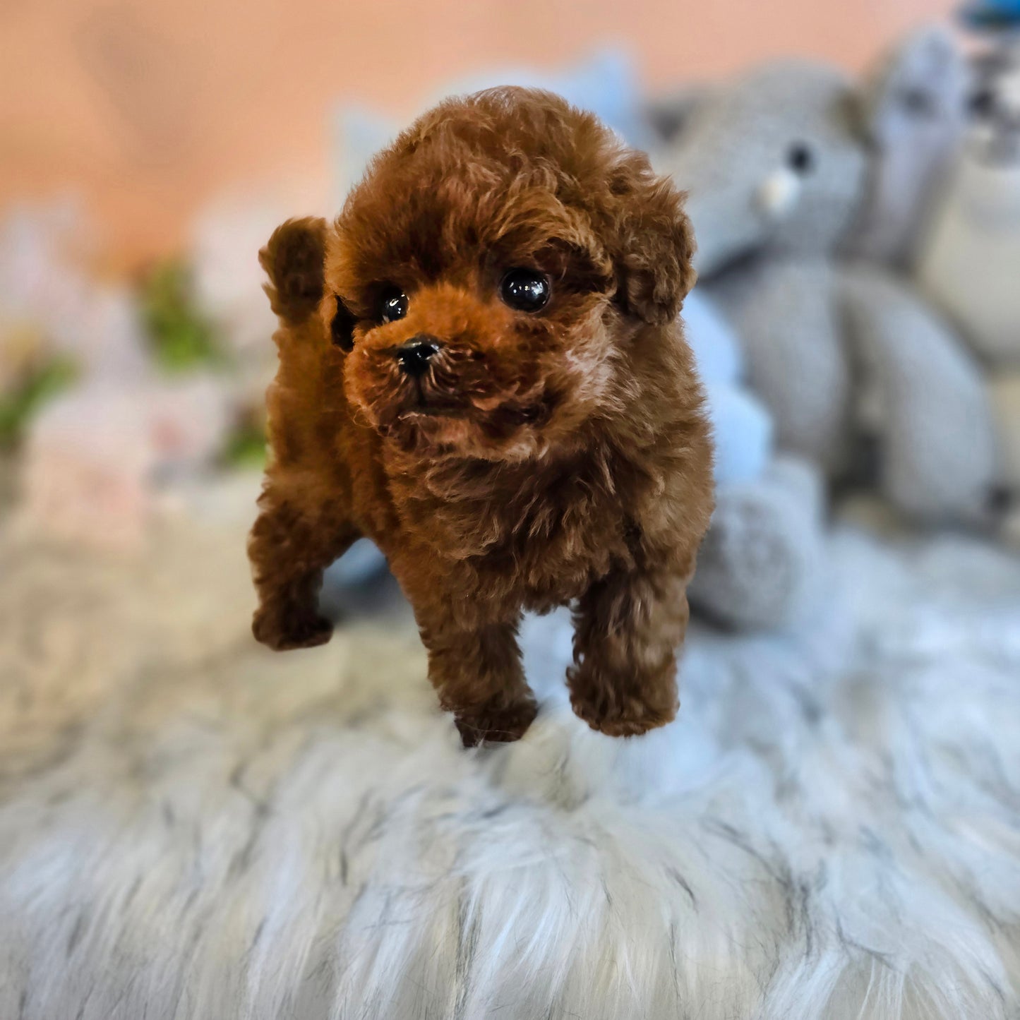 Tiny poodle for sale-Teddy