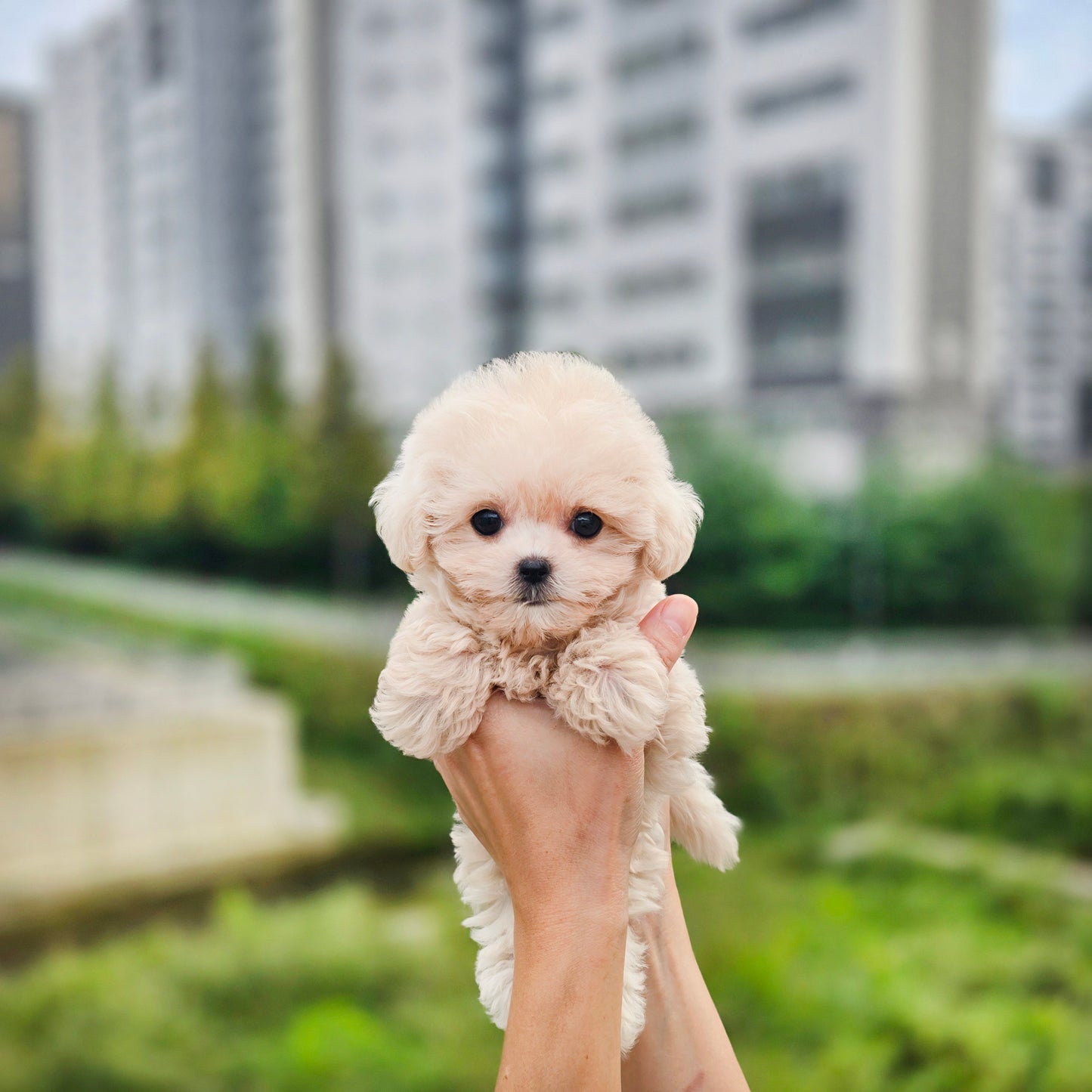 Mini Maltipoo- Sharon (Singapore shipping fee included)