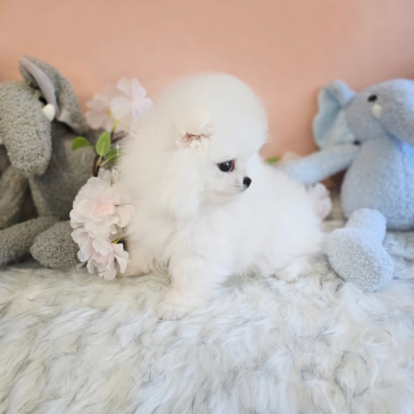 Pomeranian-Daisy (Singapore shipping fee included)