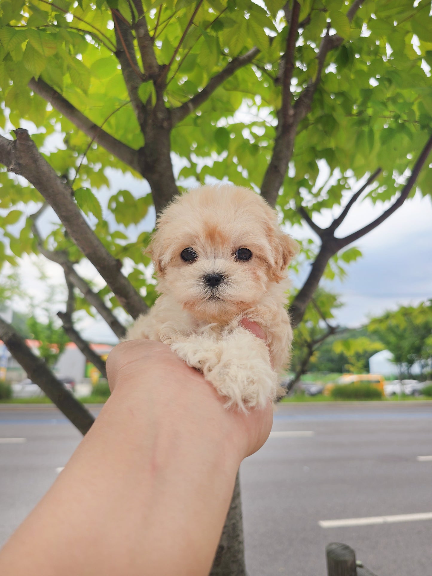 Mini Maltipoo for sale-Cookie