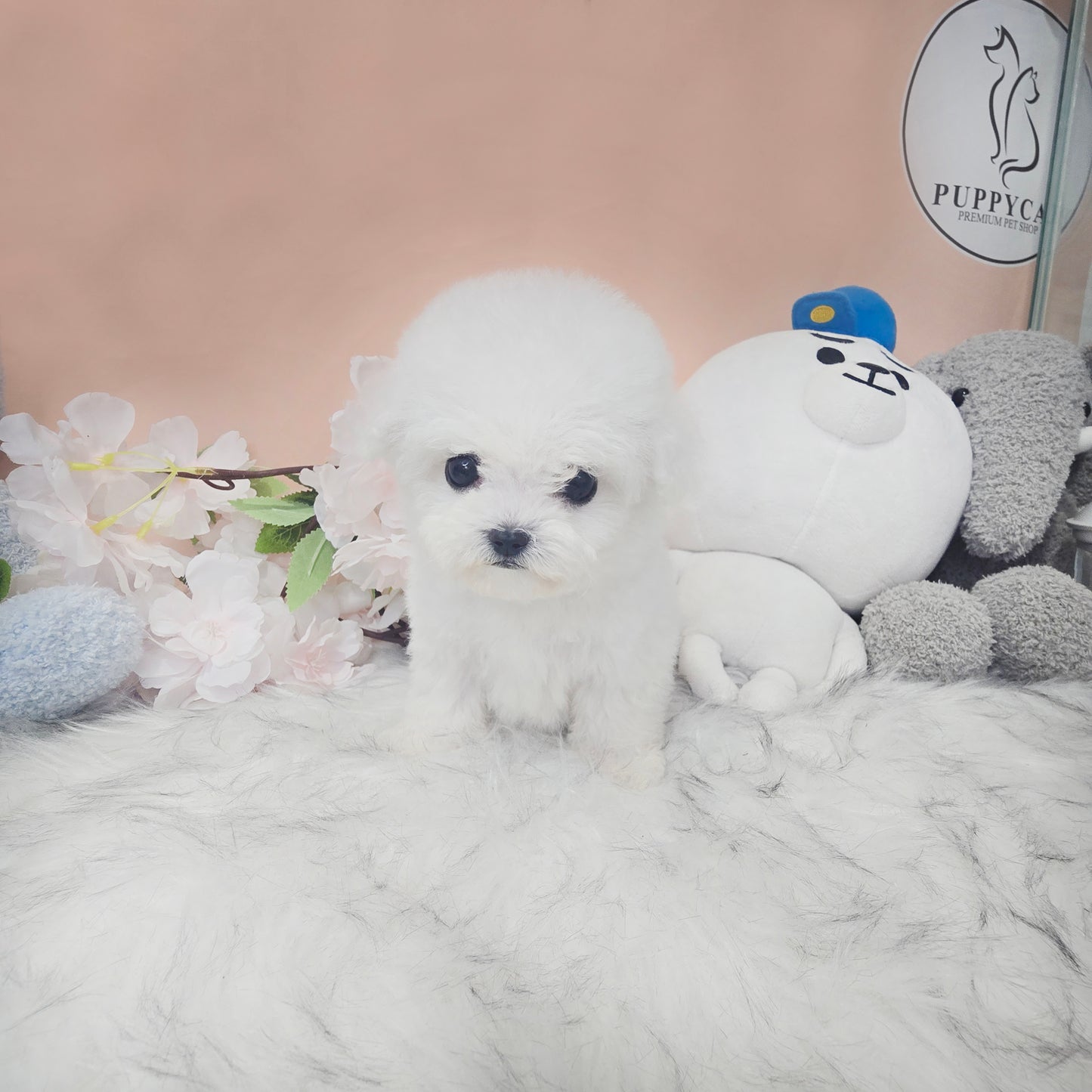 Mini Bichon - Lily (Singapore shipping fee included)