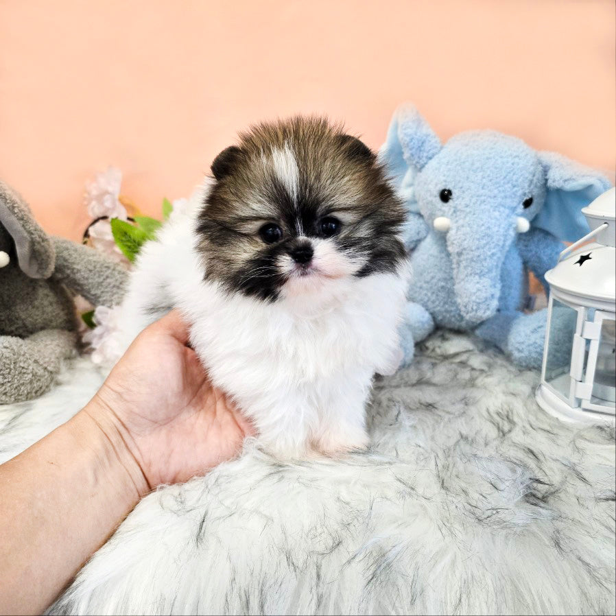 Pomeranian-Roy (Singapore shipping fee included)