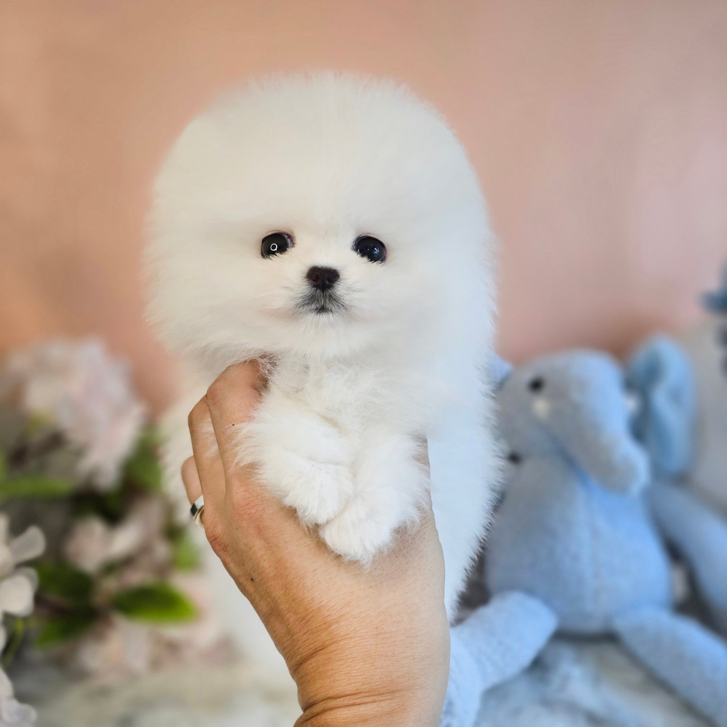 Pomeranian-Daisy (Singapore shipping fee included)