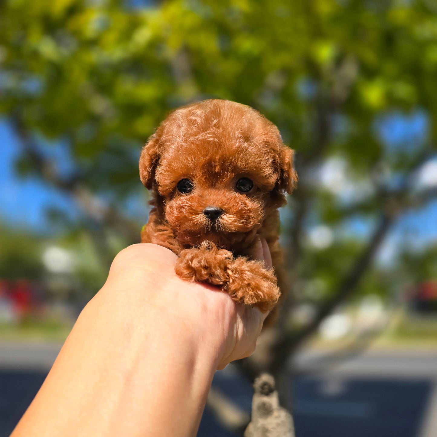 Toy poodle for sale-Milo