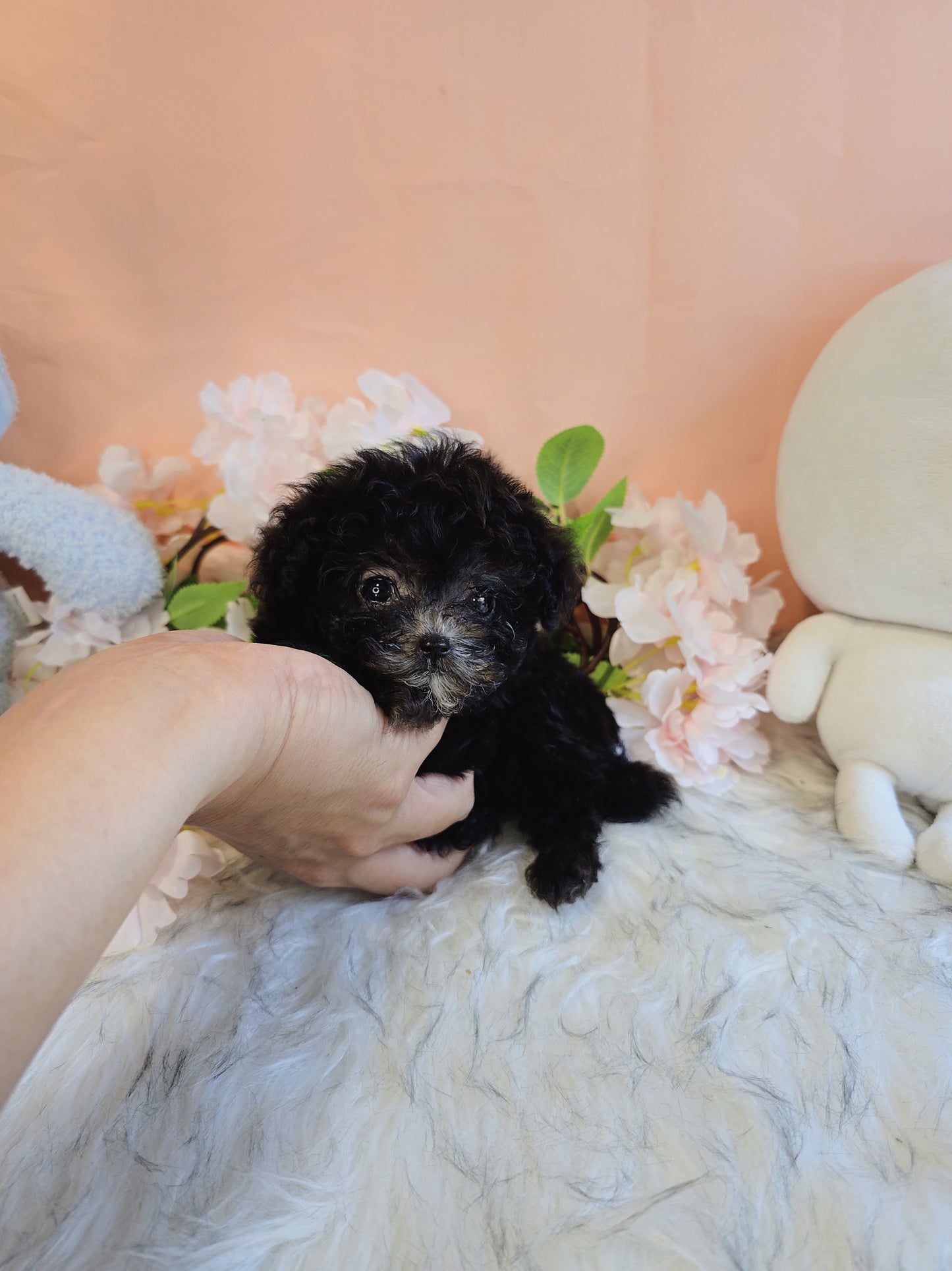 Toy poodle- Buddy (Singapore shipping fee included)