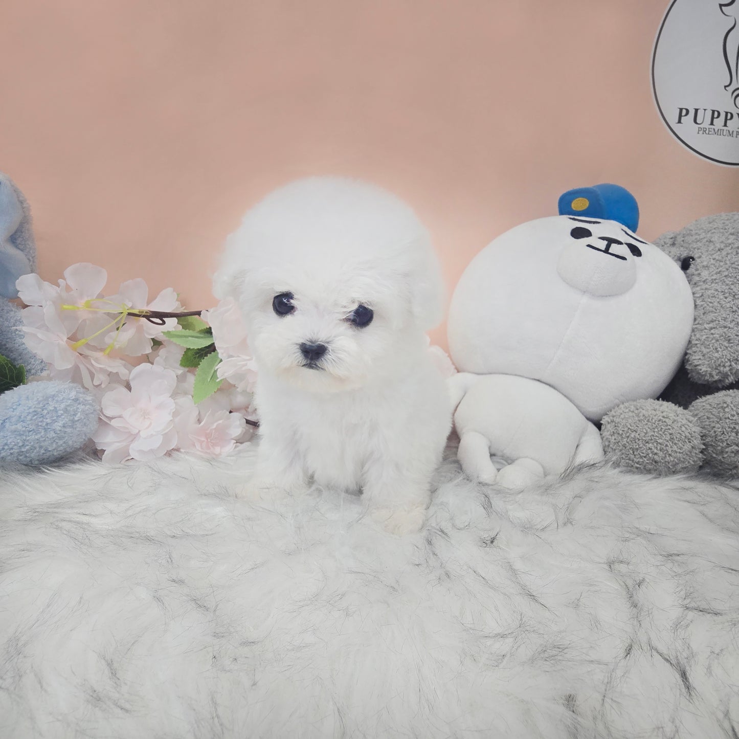 Mini Bichon - Lily (Singapore shipping fee included)