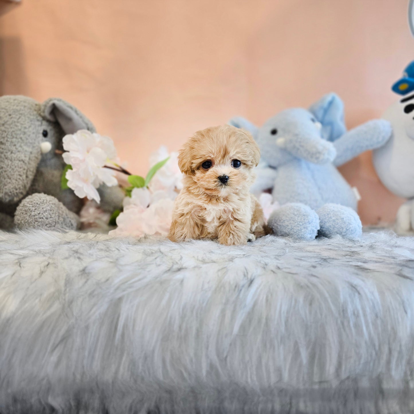 Mini Maltipoo- LOOPY (Singapore shipping fee included)