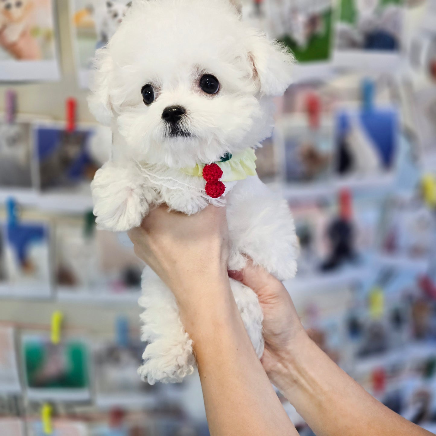 Mini Bichon Frise- SIMBA(Singapore shipping fee included)