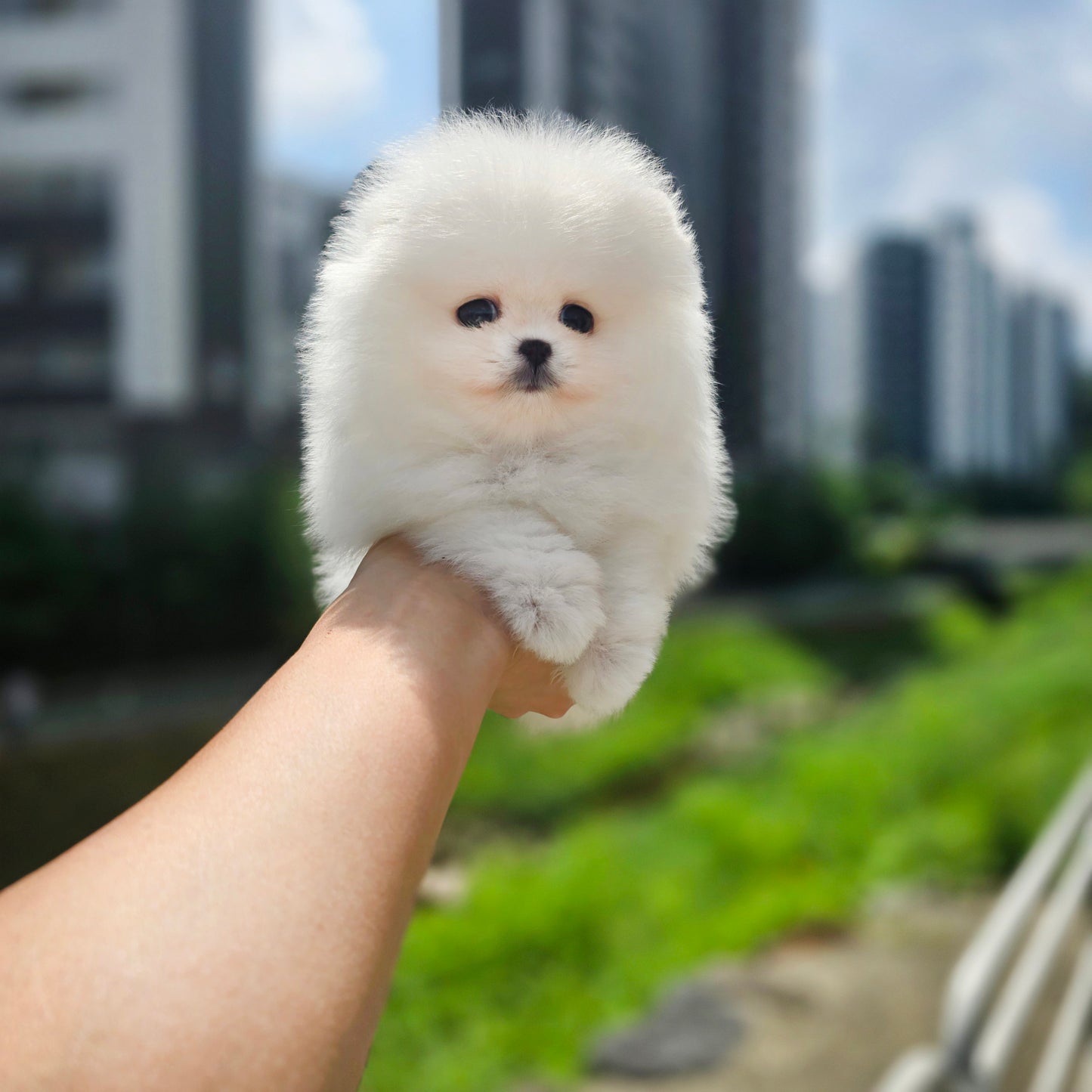 Pomeranian-Daisy (Singapore shipping fee included)