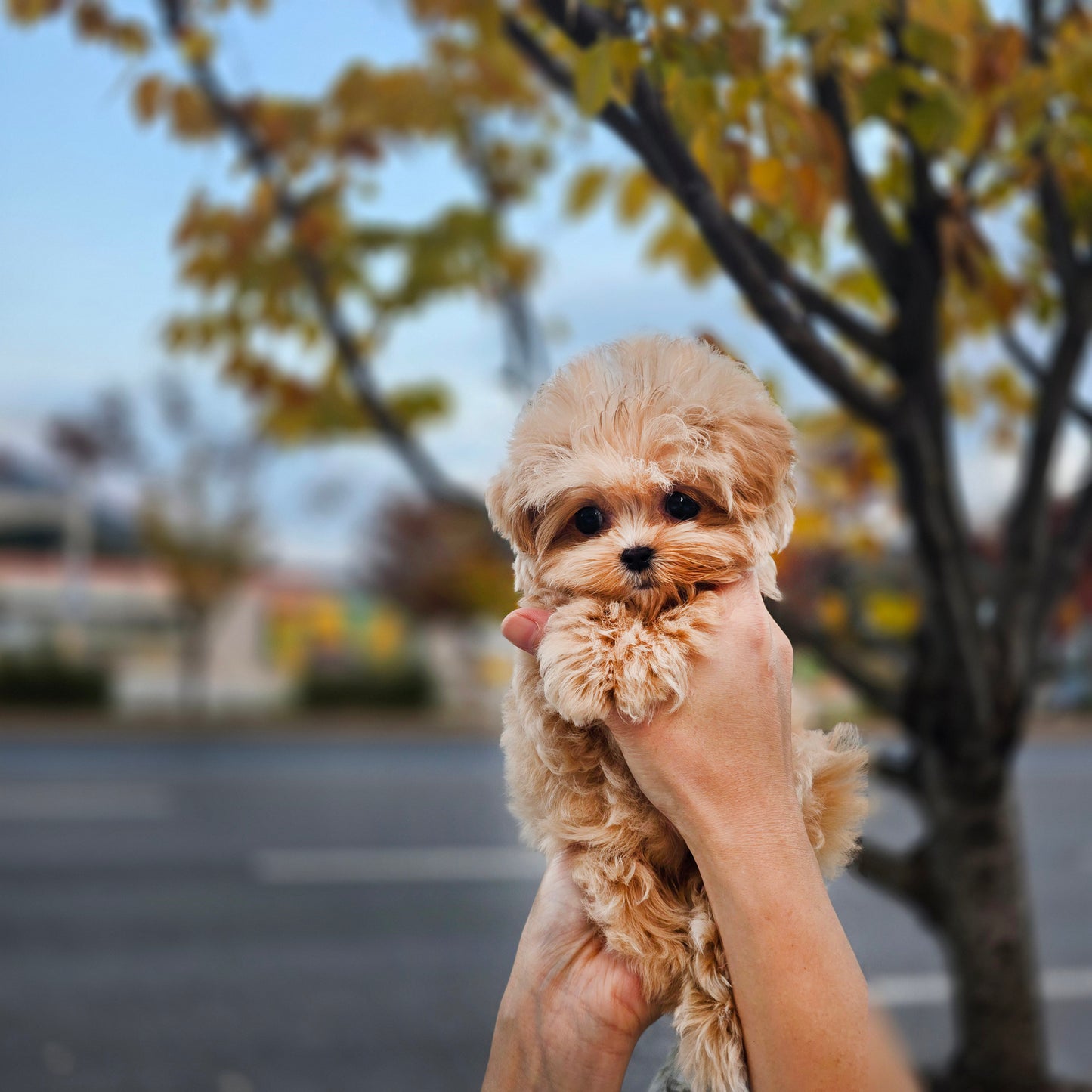 Mini Maltipoo- Molly (Singapore shipping fee included)