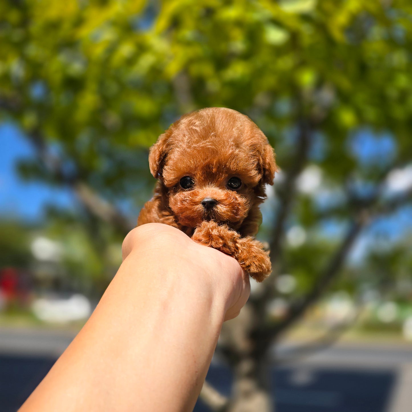 Toy poodle for sale-Milo