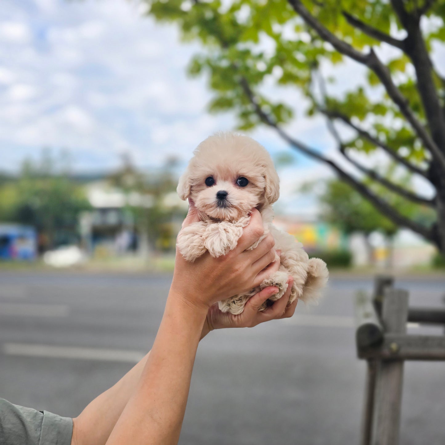 Mini Maltipoo for sale-Sharon