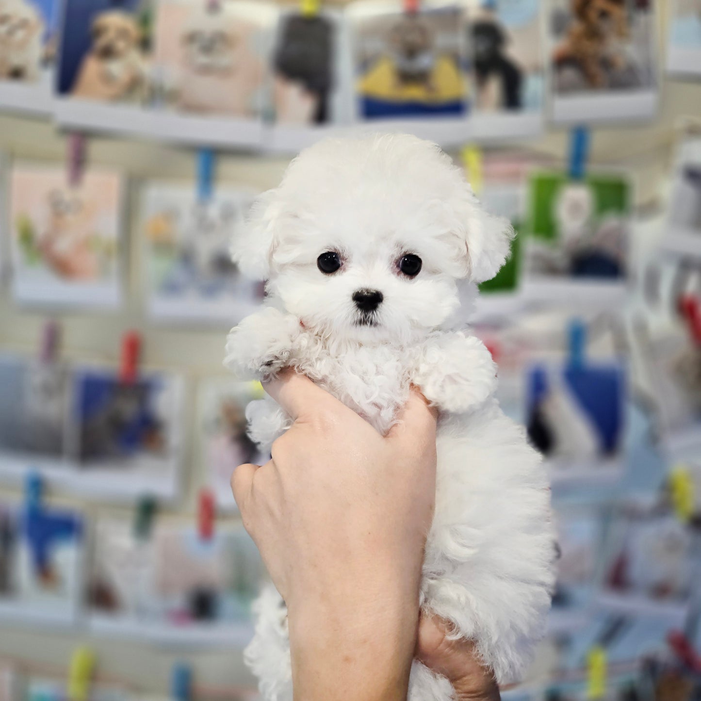 Mini Bichon Frise- SIMBA(Singapore shipping fee included)