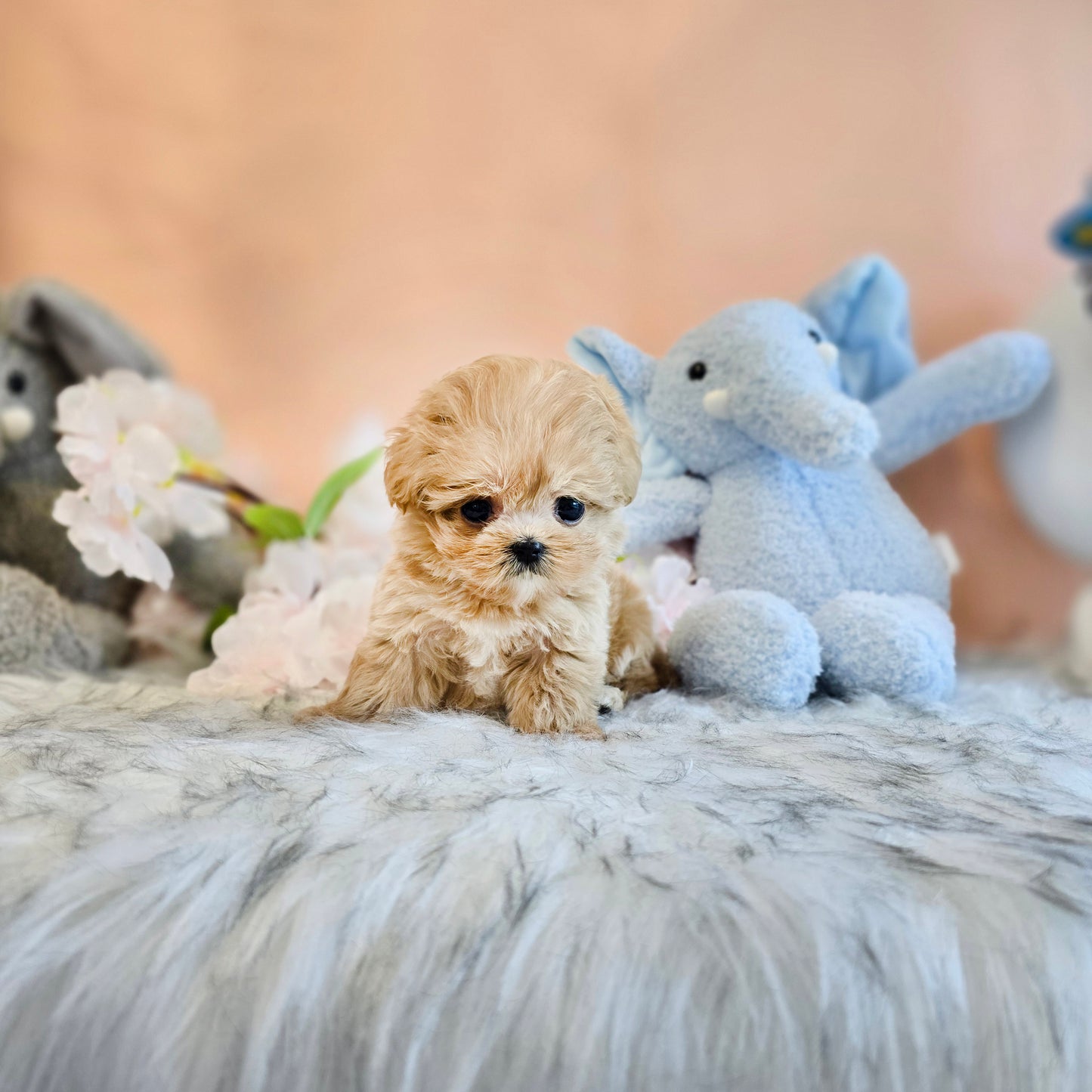 Mini Maltipoo- LOOPY (Singapore shipping fee included)