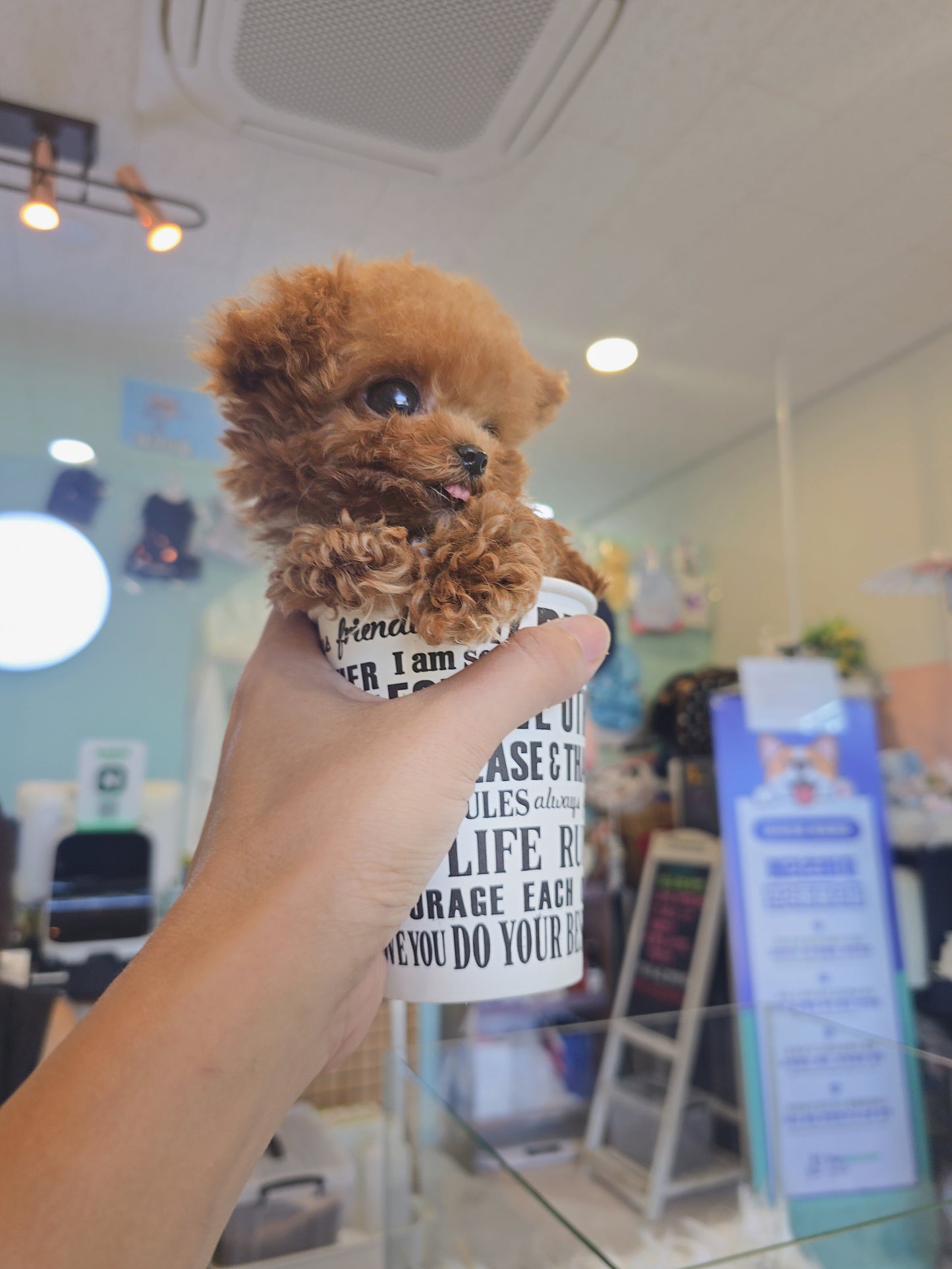 Toy poodle for sale-Toby