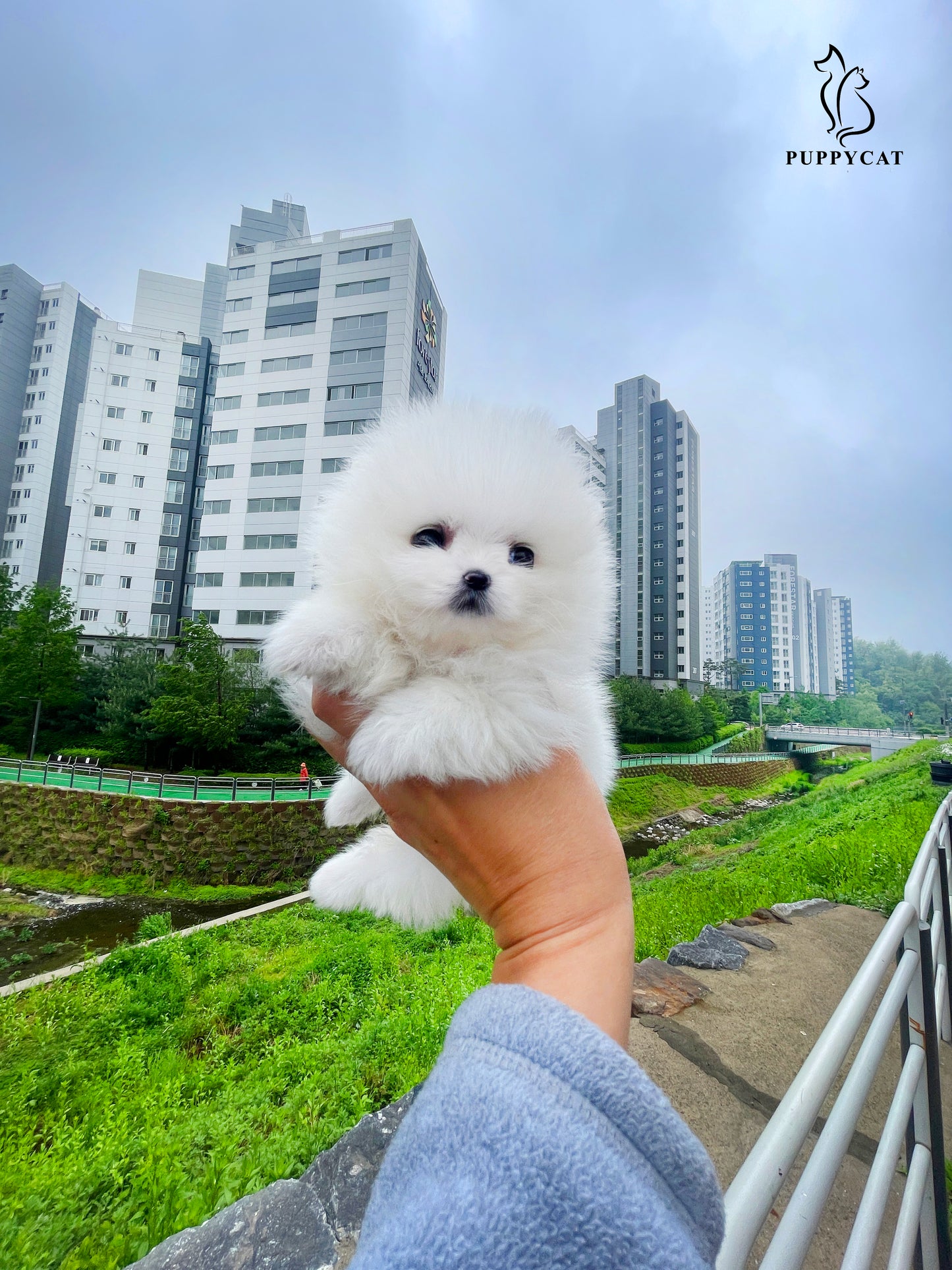 Pomeranian for sale- Tiffany