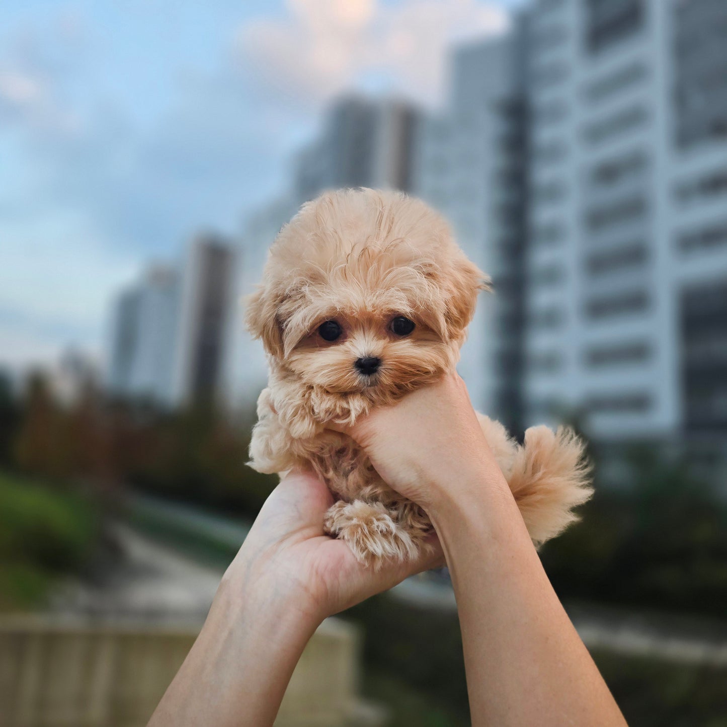 Mini Maltipoo for sale-Molly