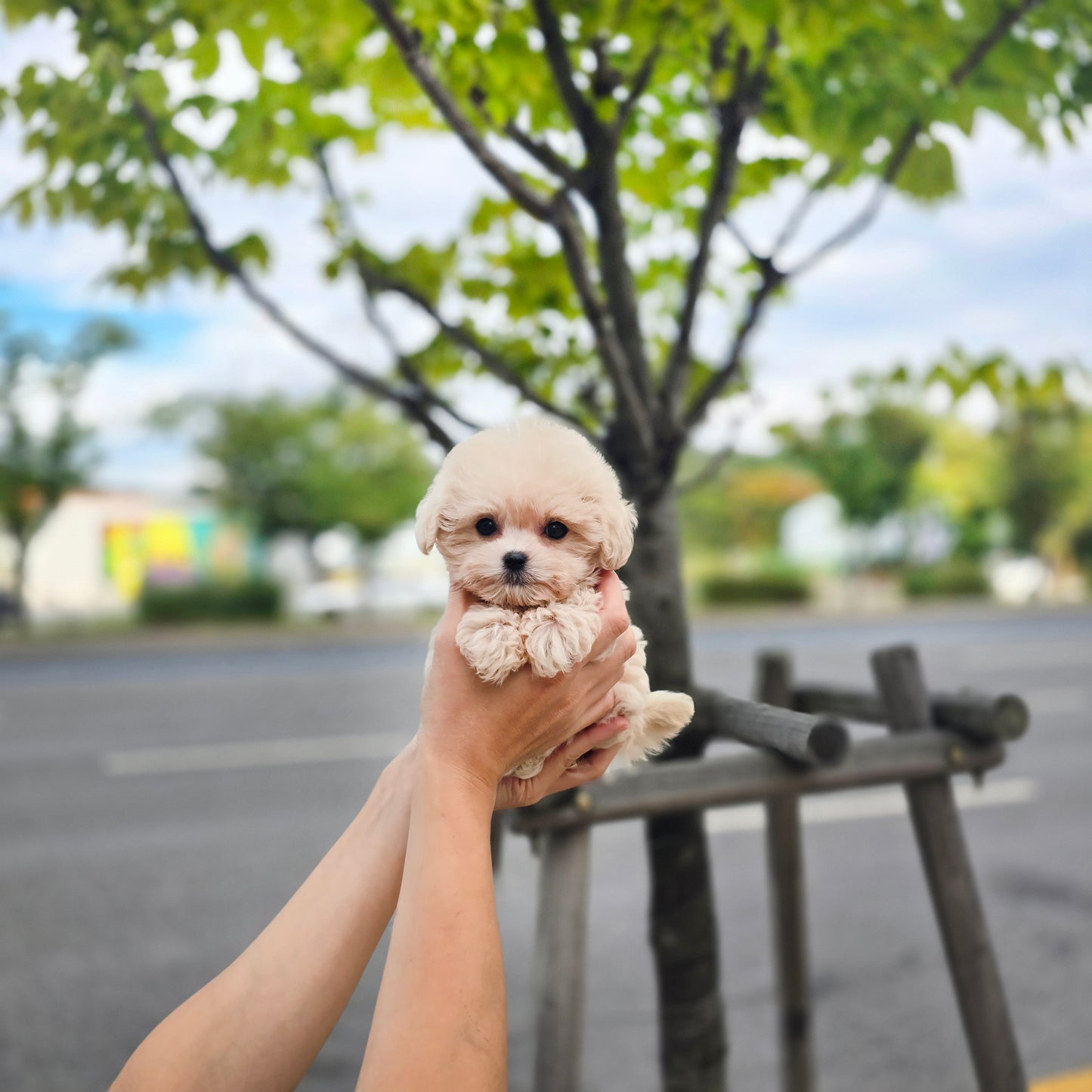 Mini Maltipoo- Sharon (Singapore shipping fee included)