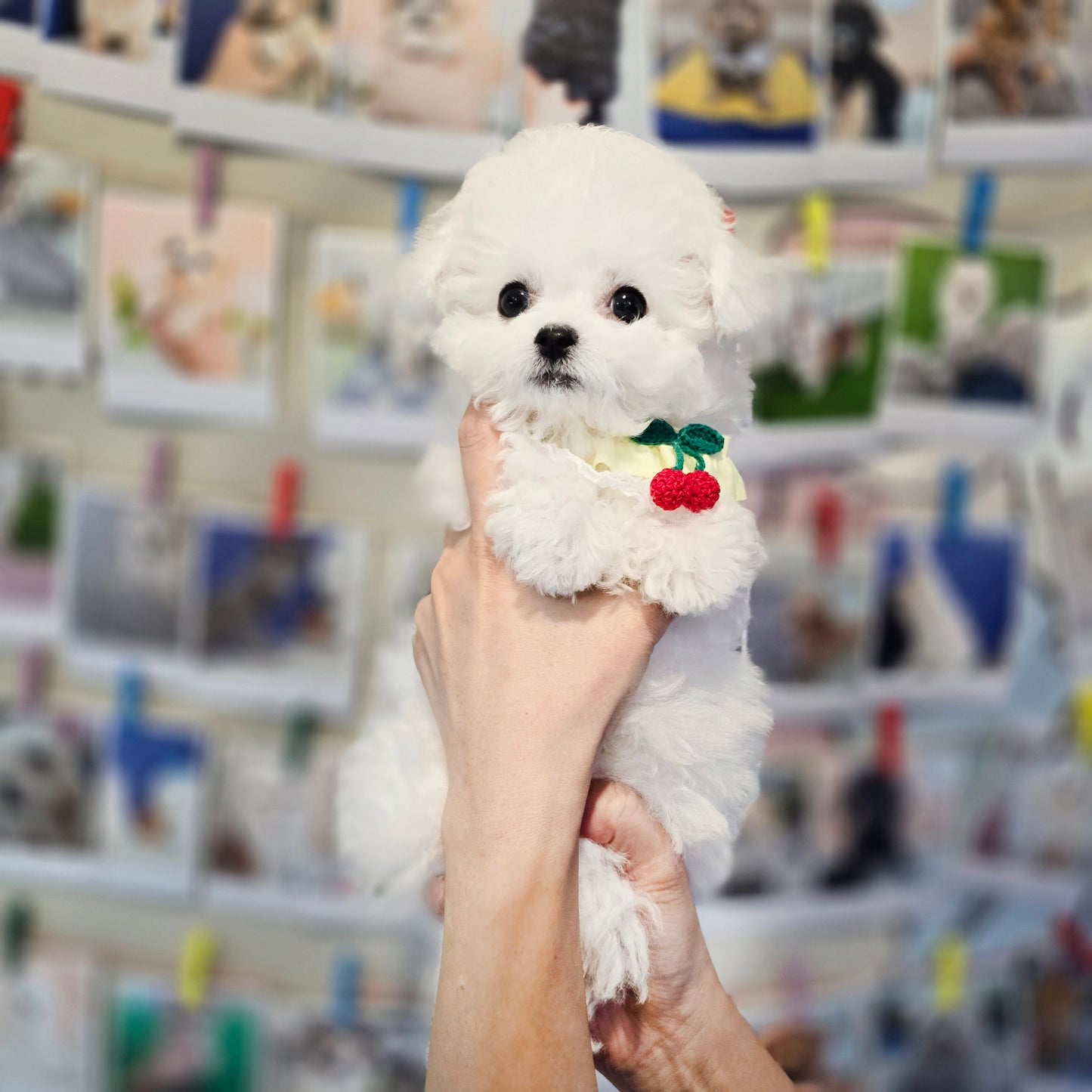 Mini Bichon Frise- SIMBA(Singapore shipping fee included)