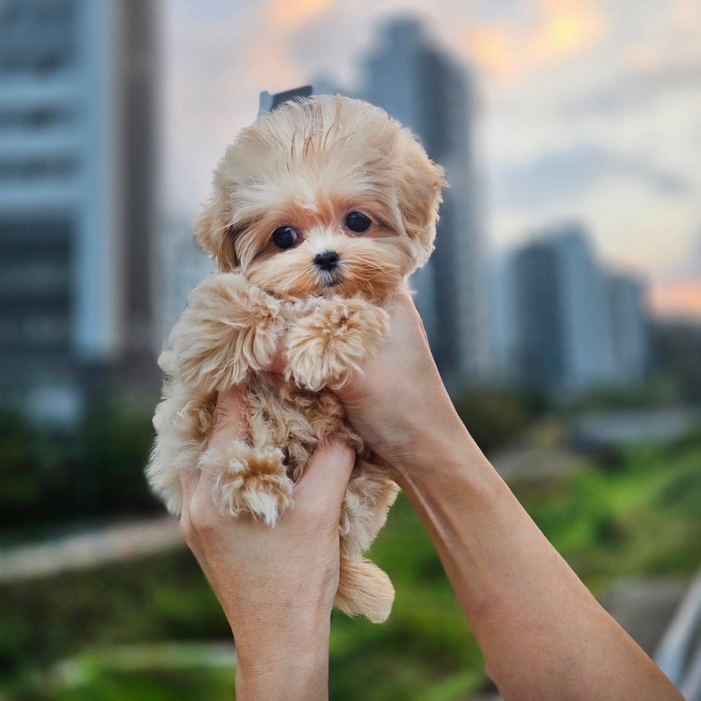 Mini Maltipoo for sale-Molly