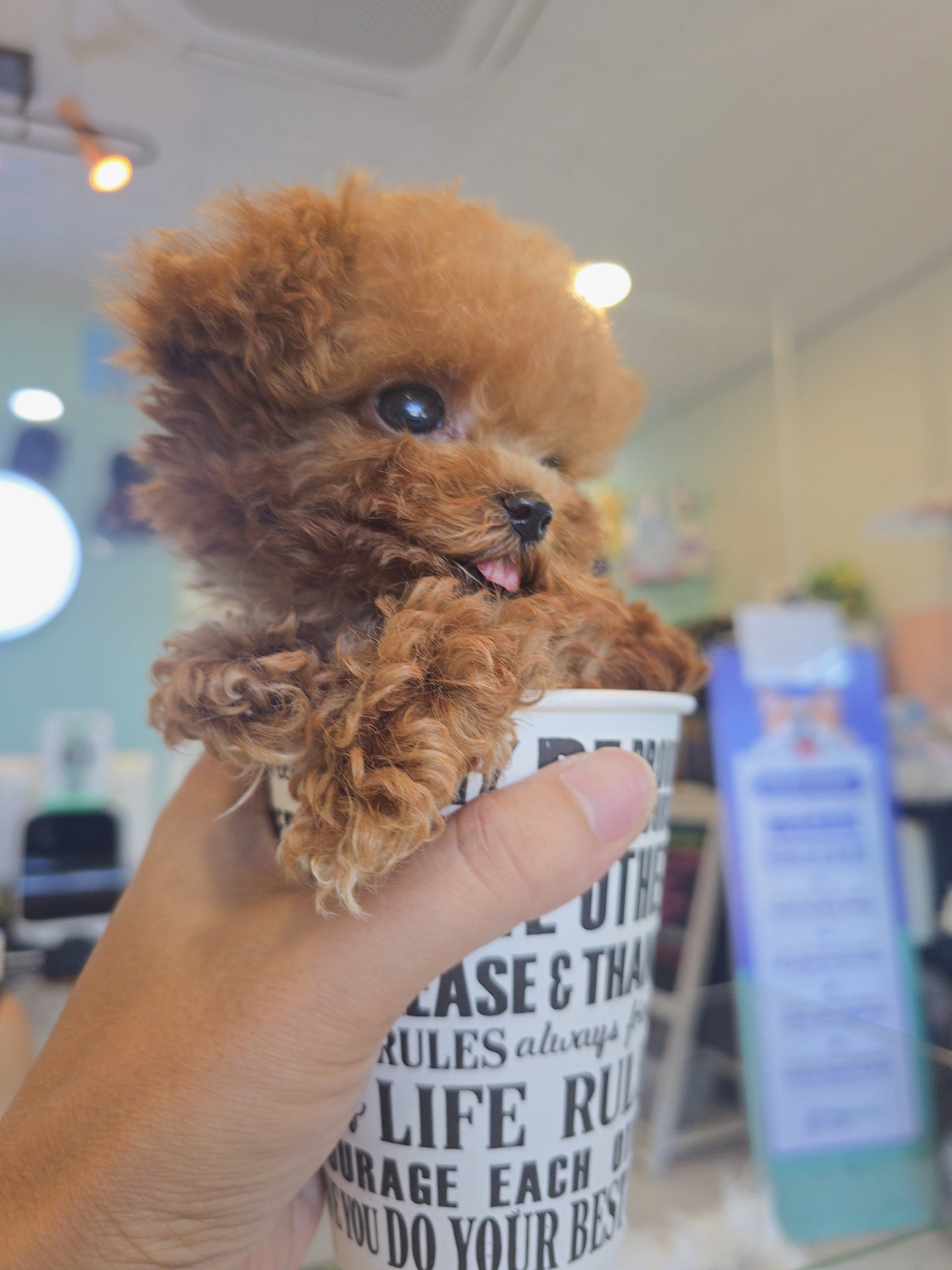 Toy poodle for sale-Toby