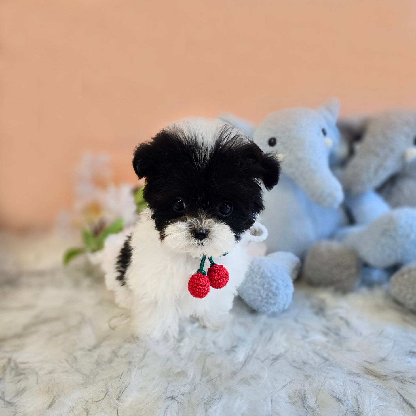 Mini Maltipoo- OREO(Singapore shipping fee included)