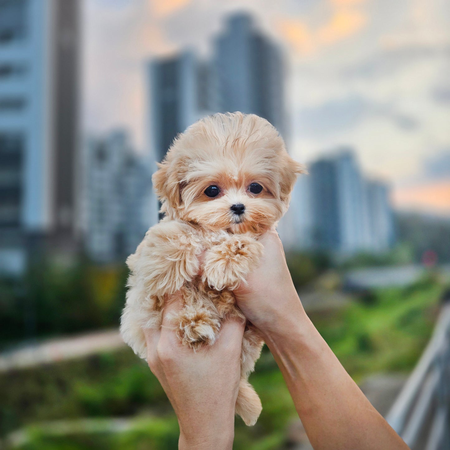 Mini Maltipoo- Molly (Singapore shipping fee included)