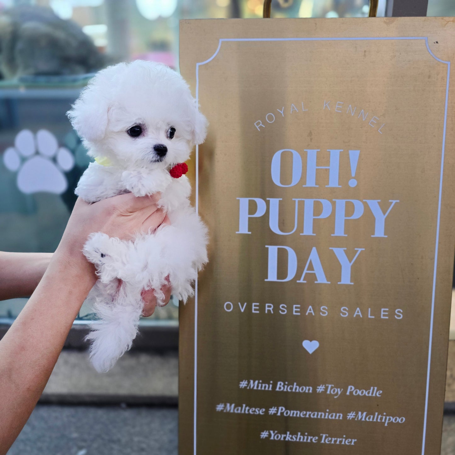 Mini Bichon Frise- SIMBA(Singapore shipping fee included)